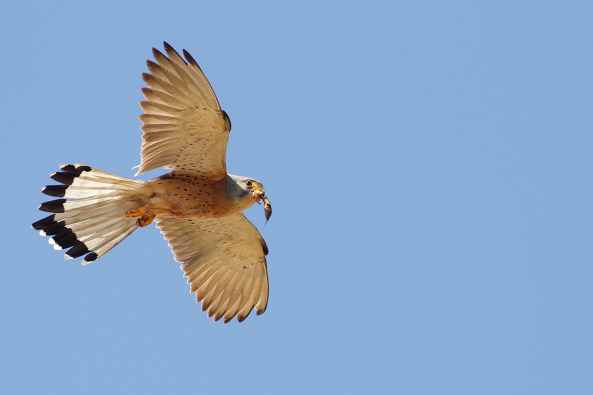 Lesser Kestrel