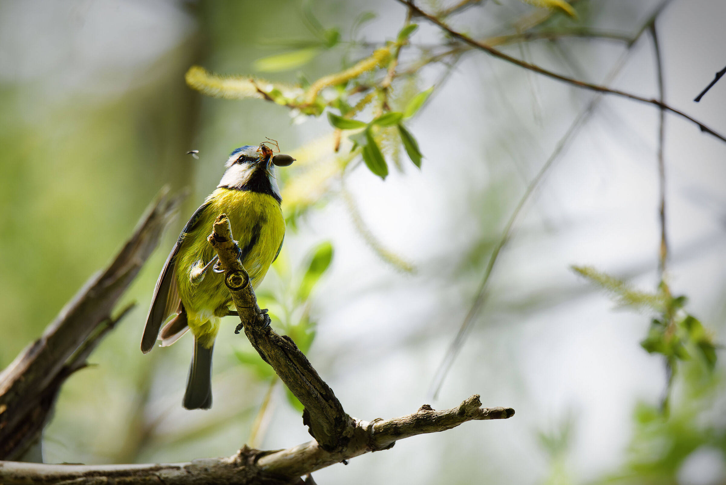La merenda della cinciallegra