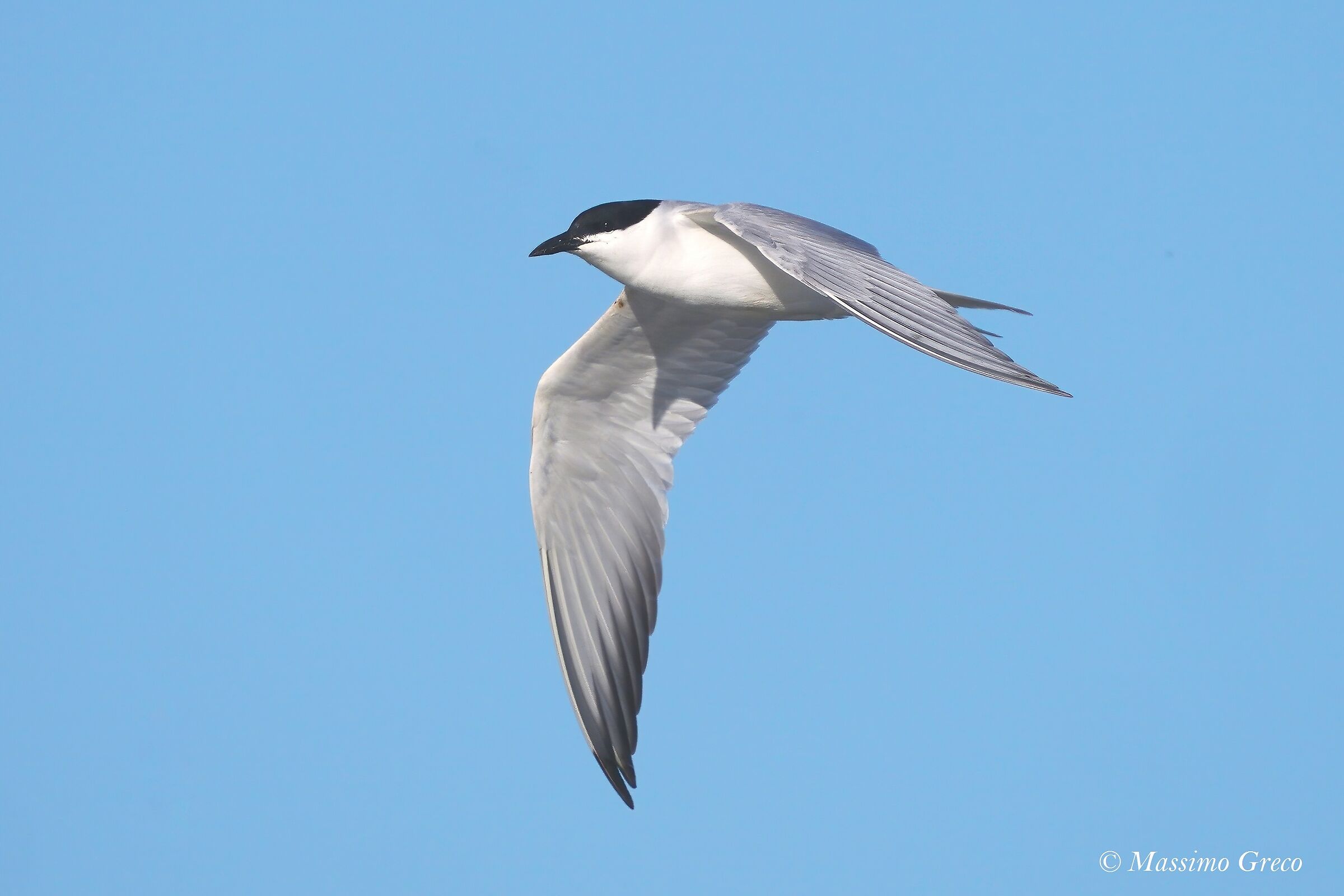 Black-legged Tern (Nilotic Tern)