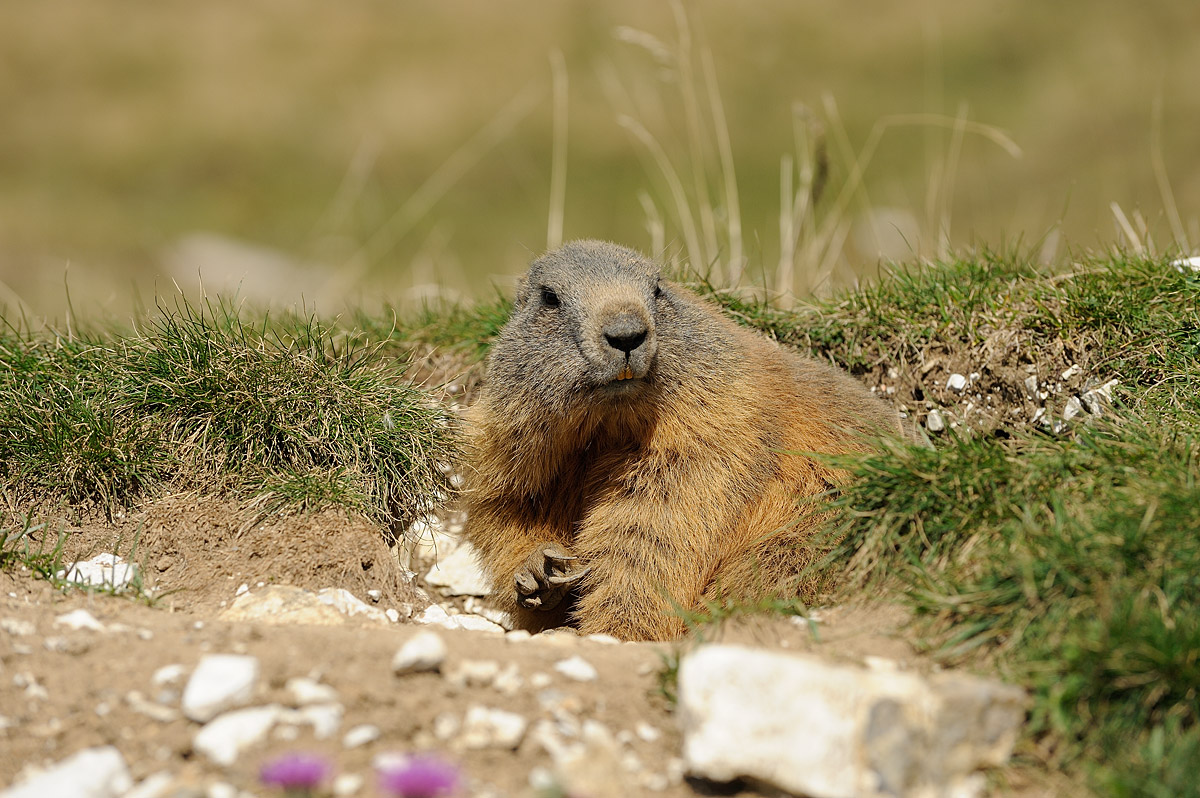 Marmot