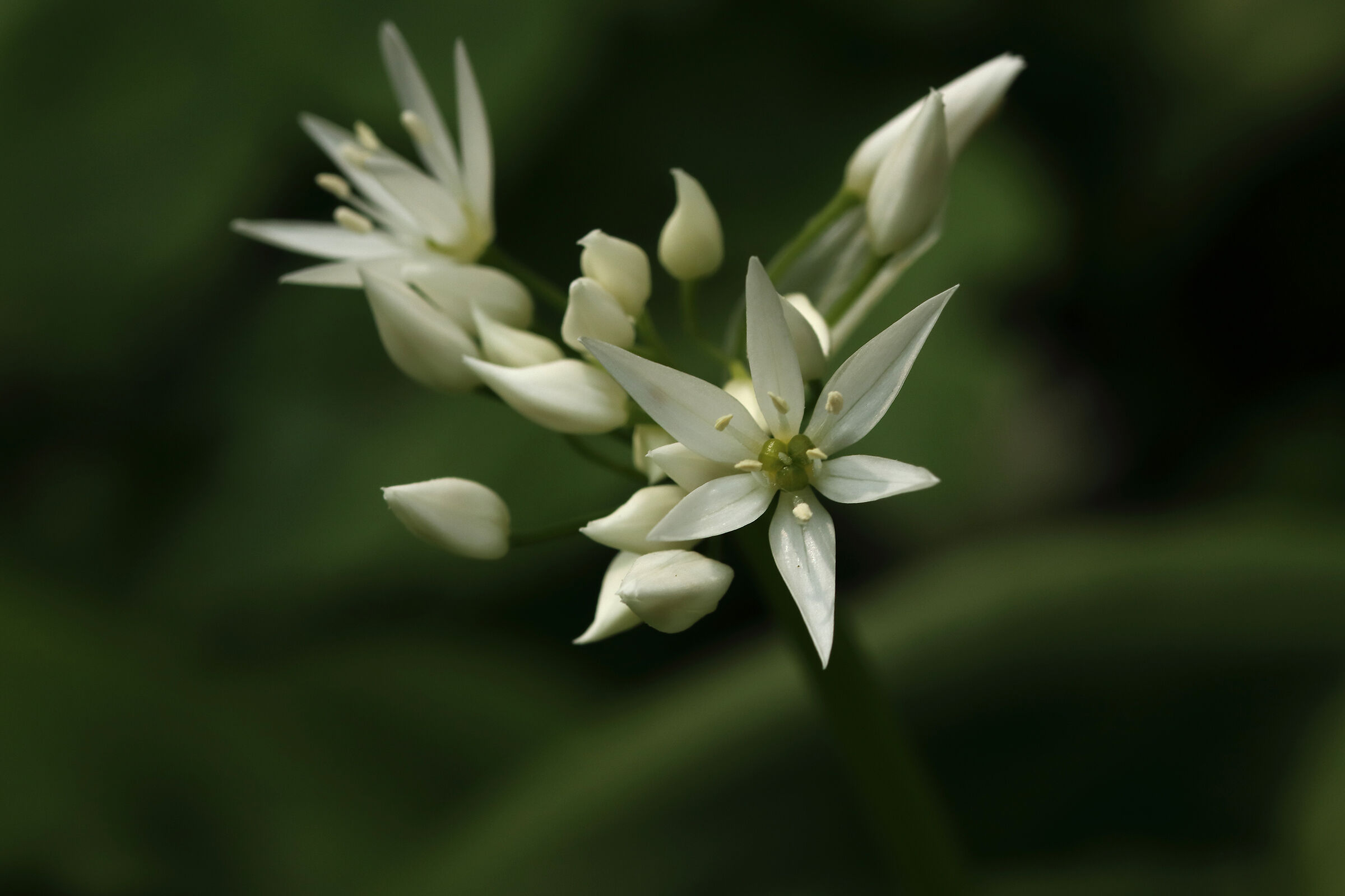 "orsino" nel sottobosco