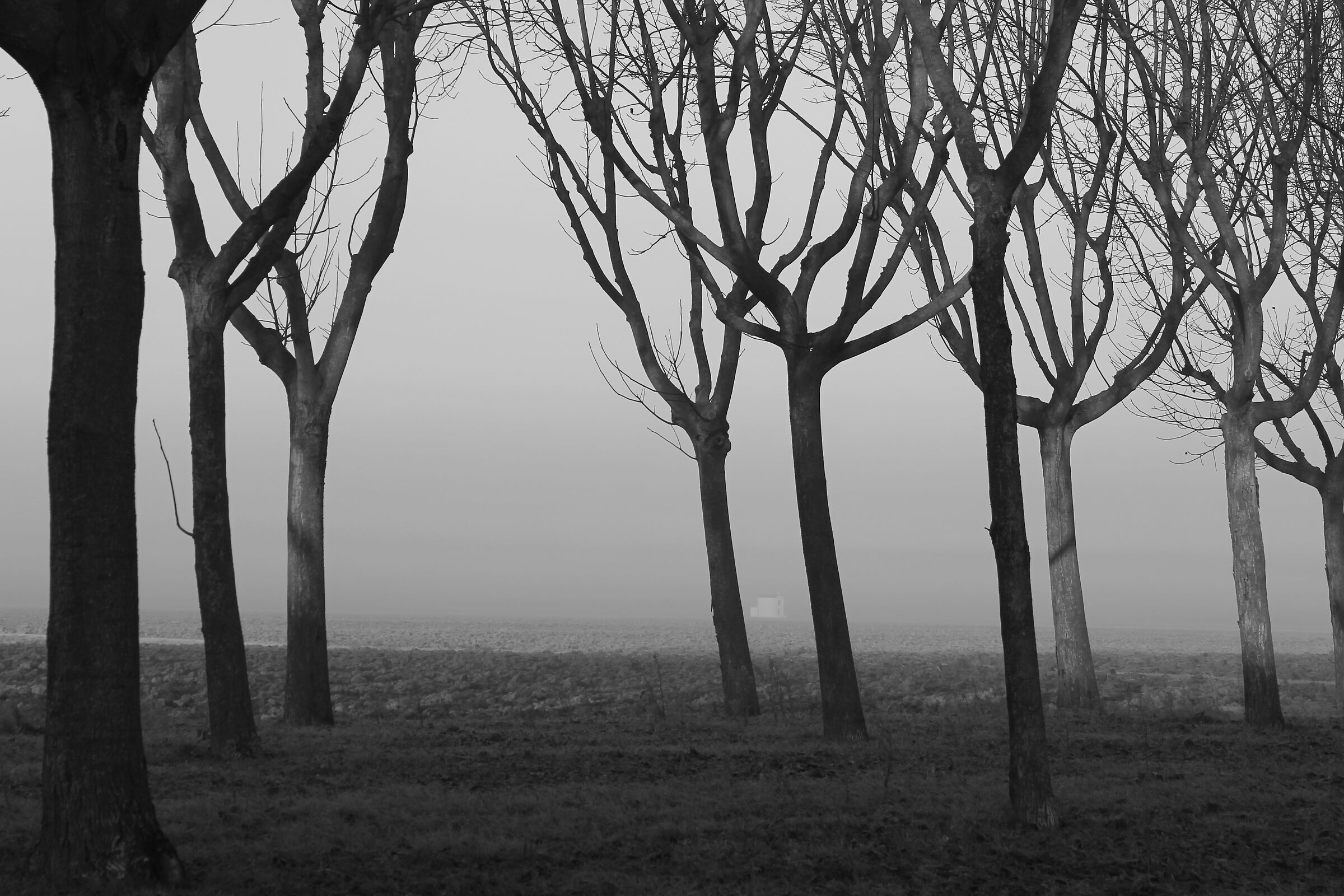 Il silenzio nel noceto