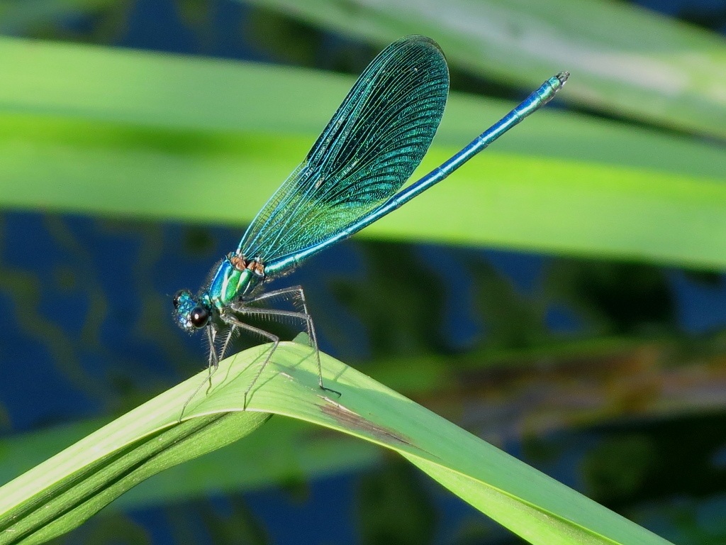 Blue Dragonfly