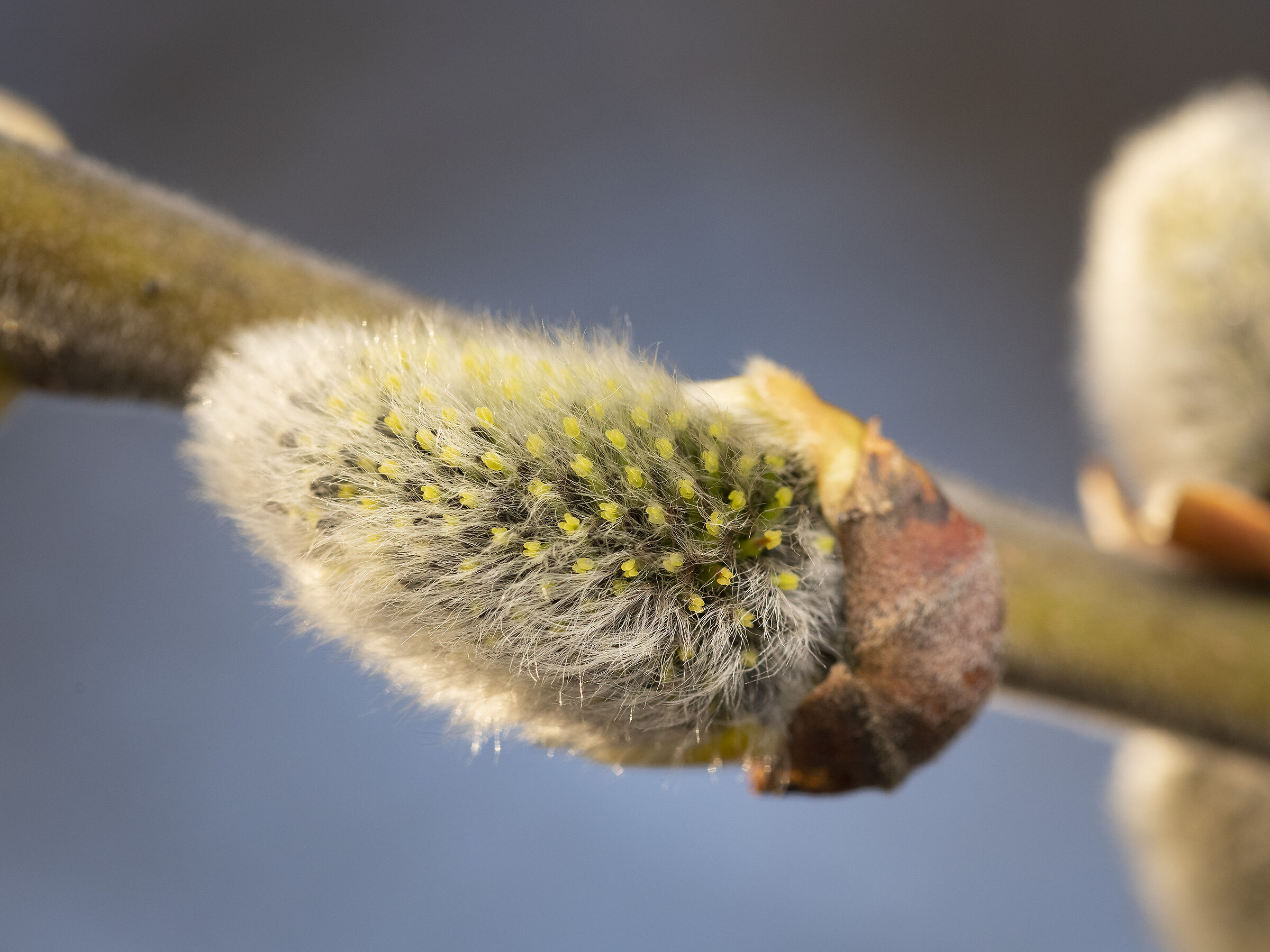 Gattici (infiorescenze di salice delle capre)