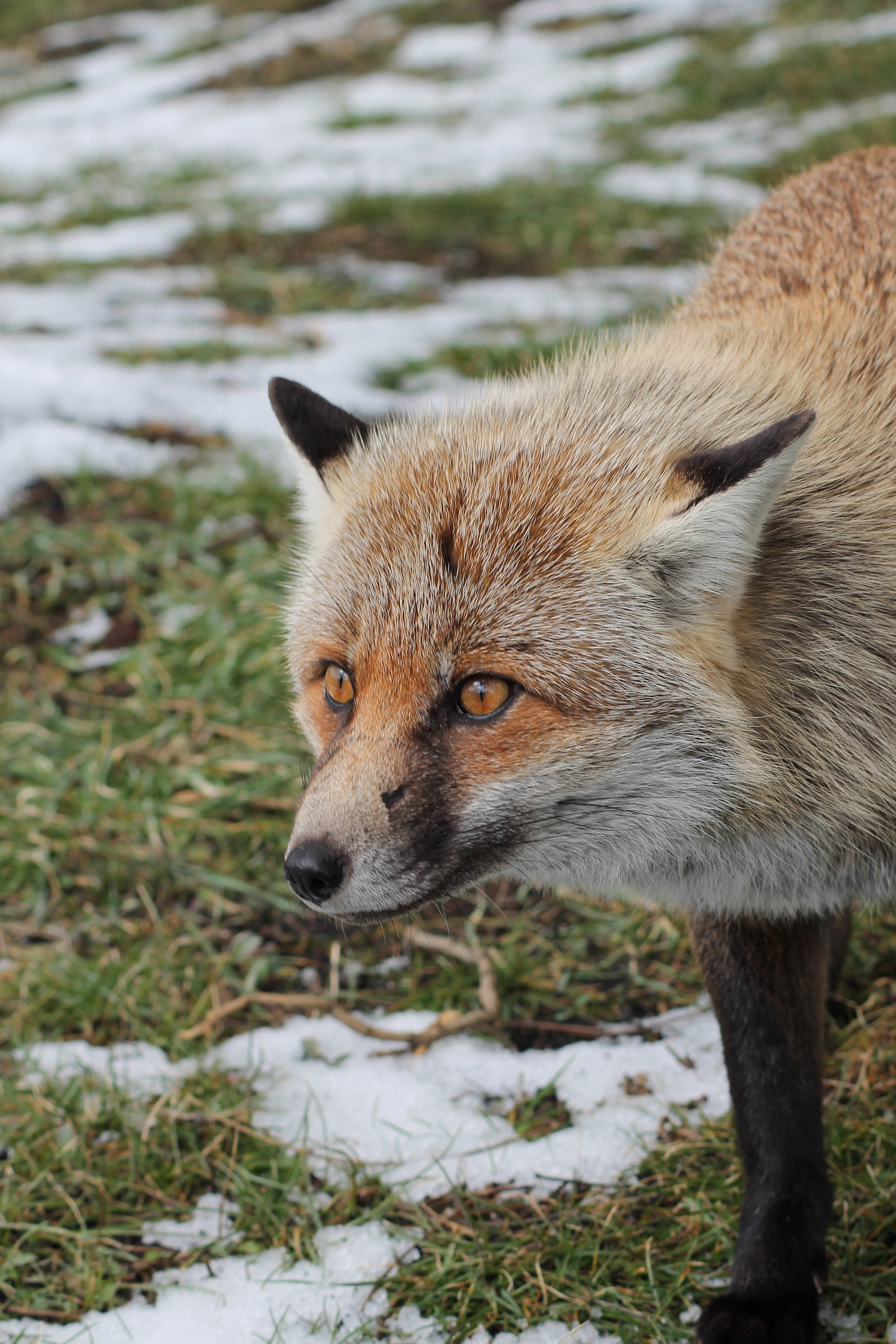 compromesso d'amicizia temporanea per un boccone