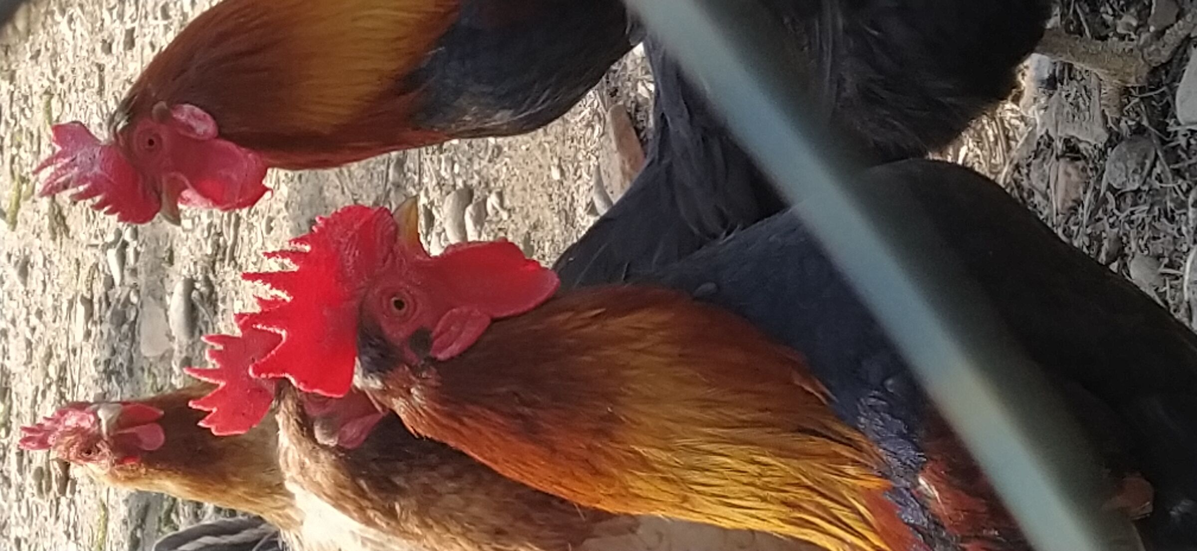 2 Galli in un pollaio