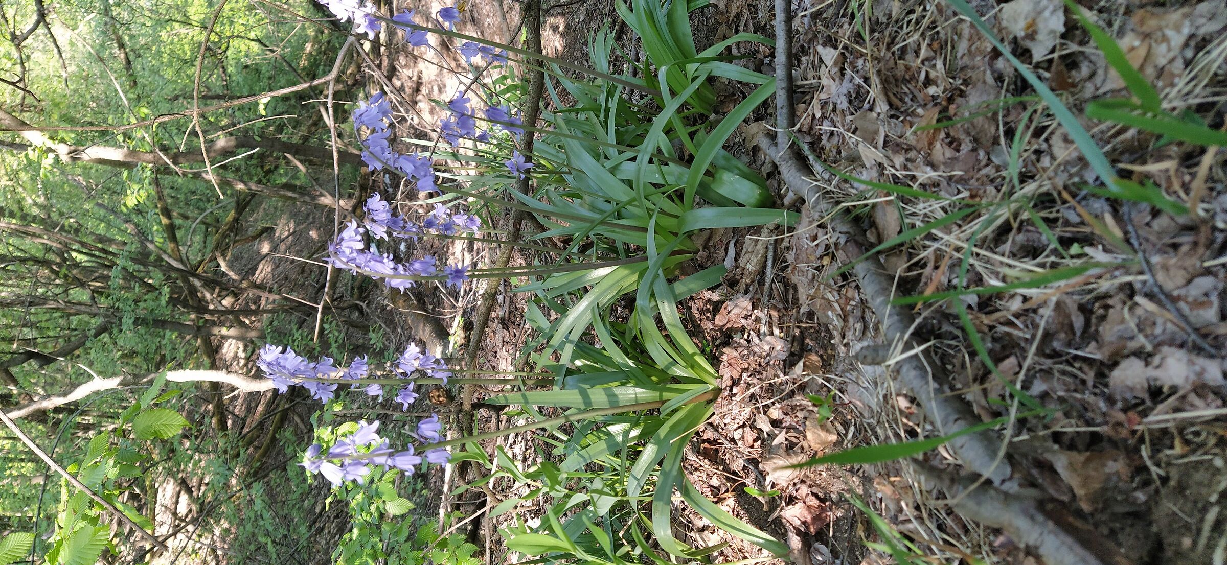 Meravigliosa la natura