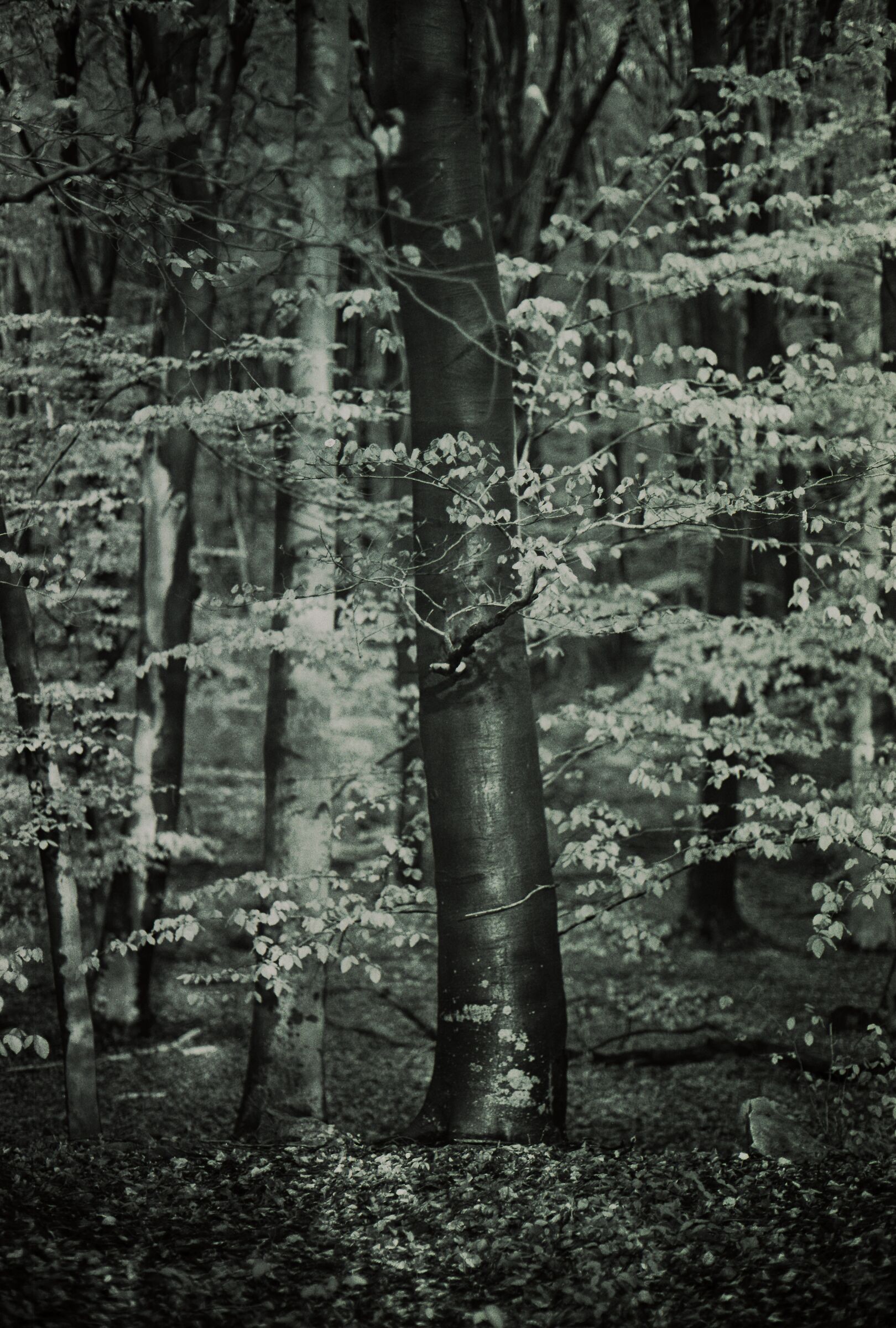 Effetto filtro verde nel bosco