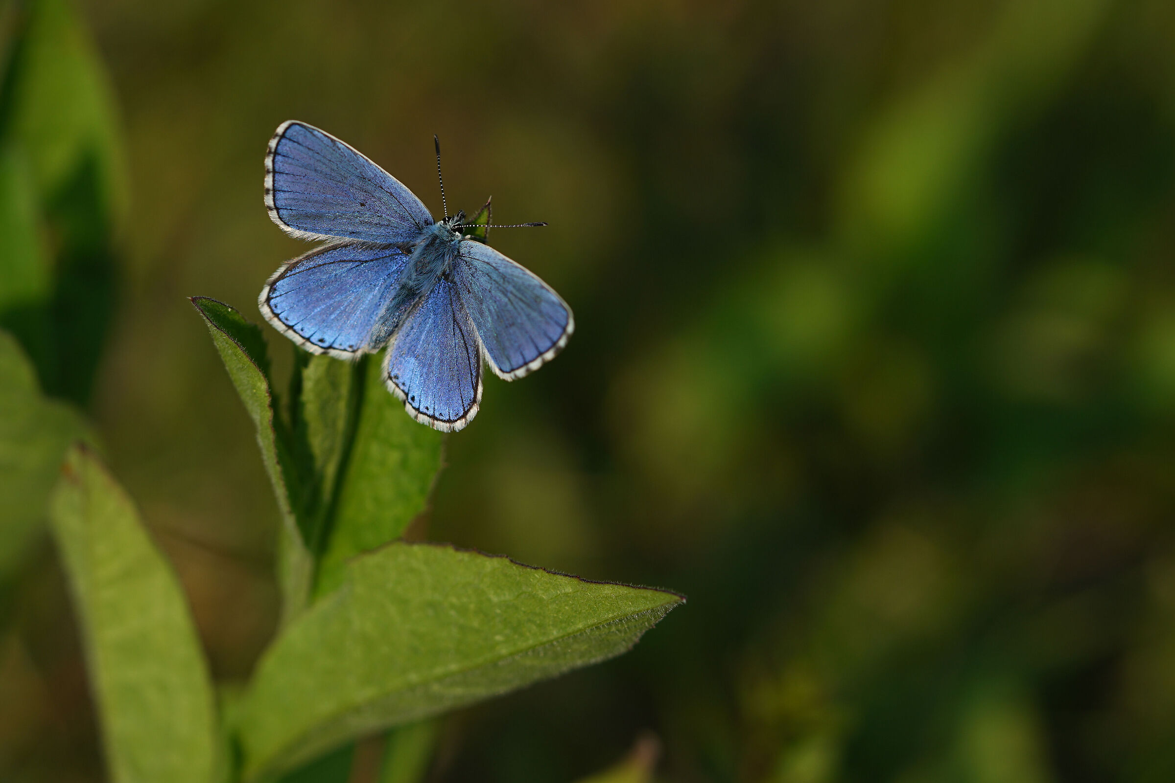 blue