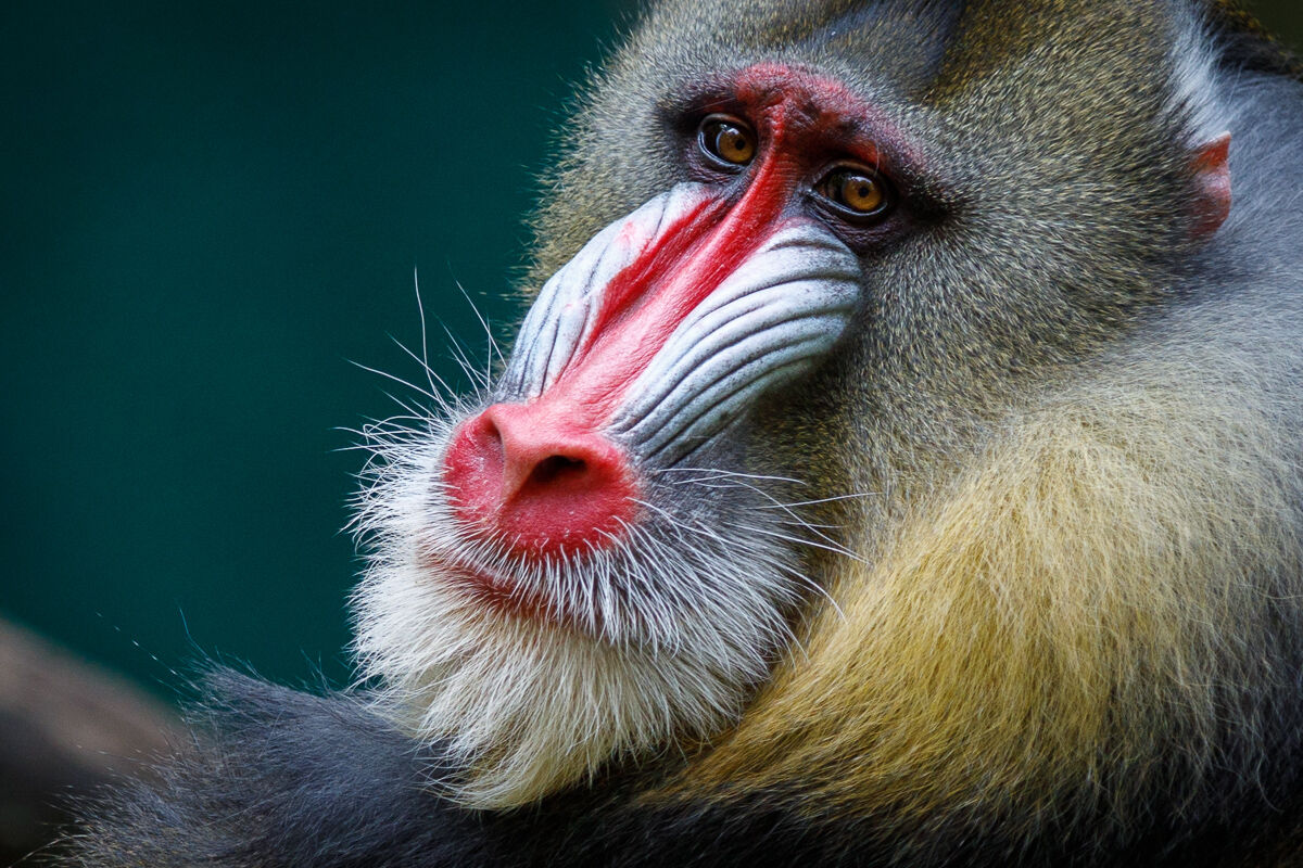 Mandrill