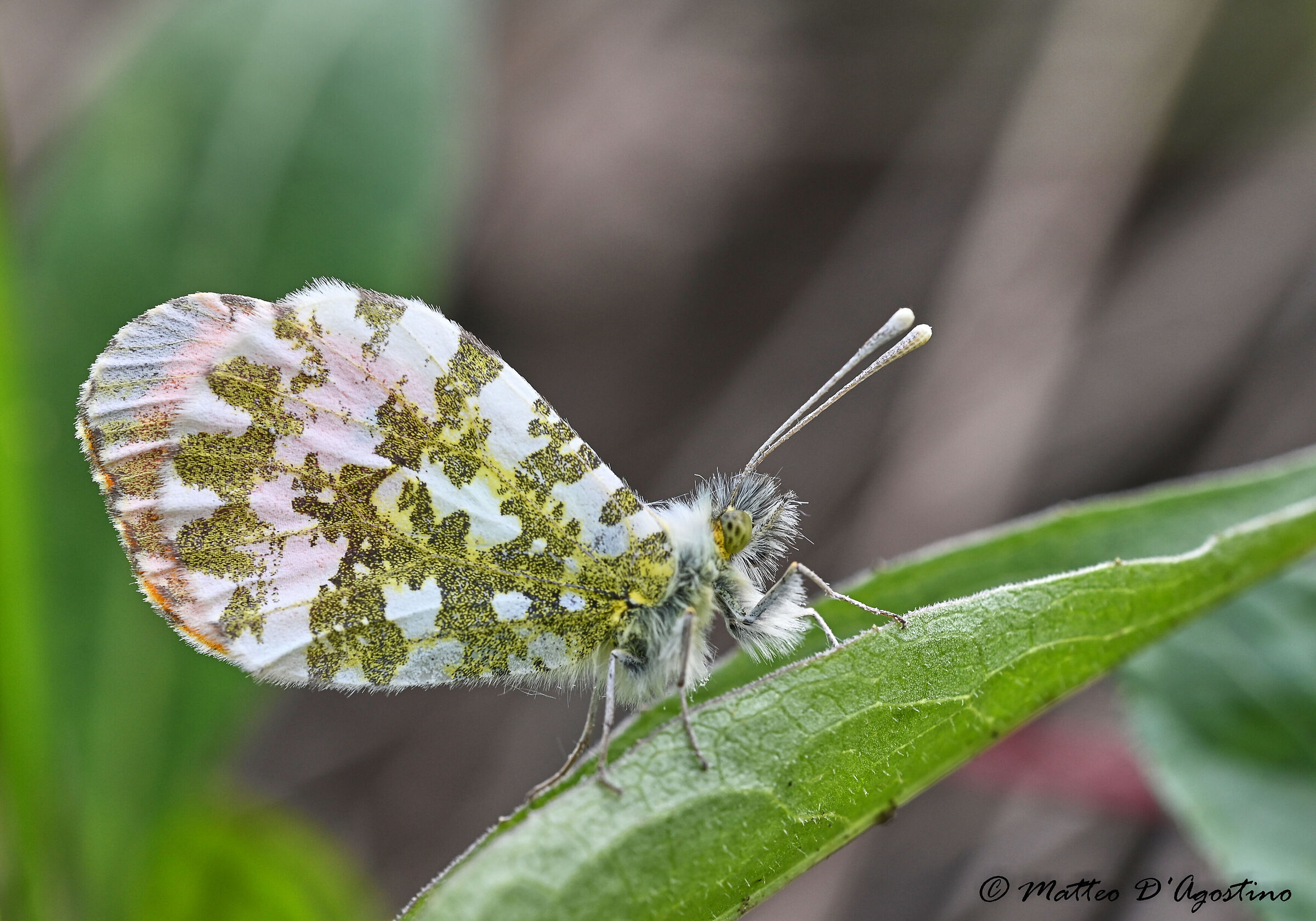 Anthocharis cardamines maschio, farfalla Aurora
