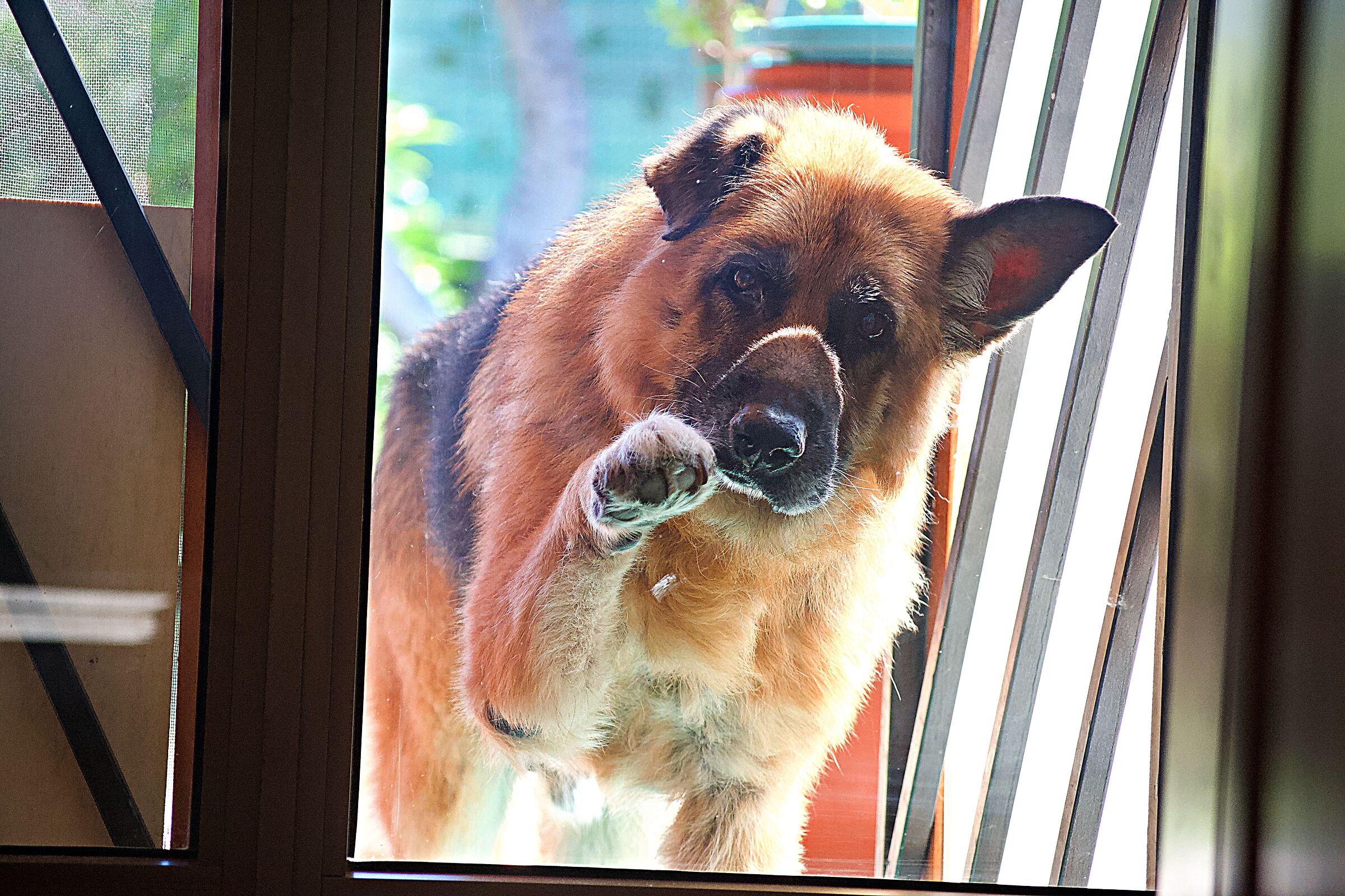 Dog protesting #ioapro