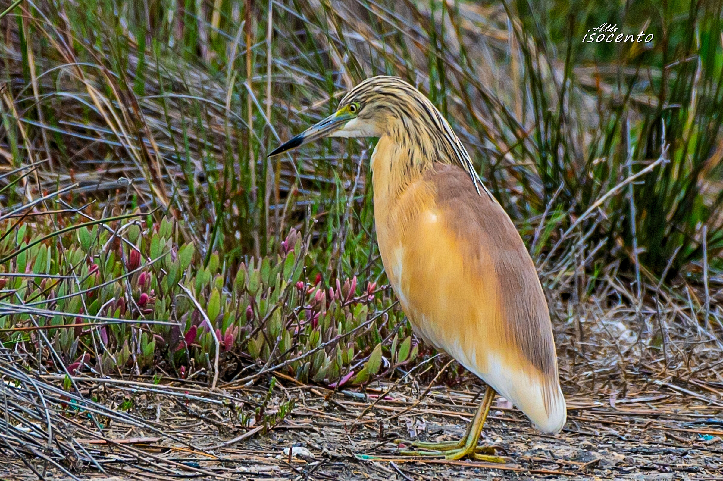 Sgarza Ciuffetto (prova nikon 200-500 a 500mm)