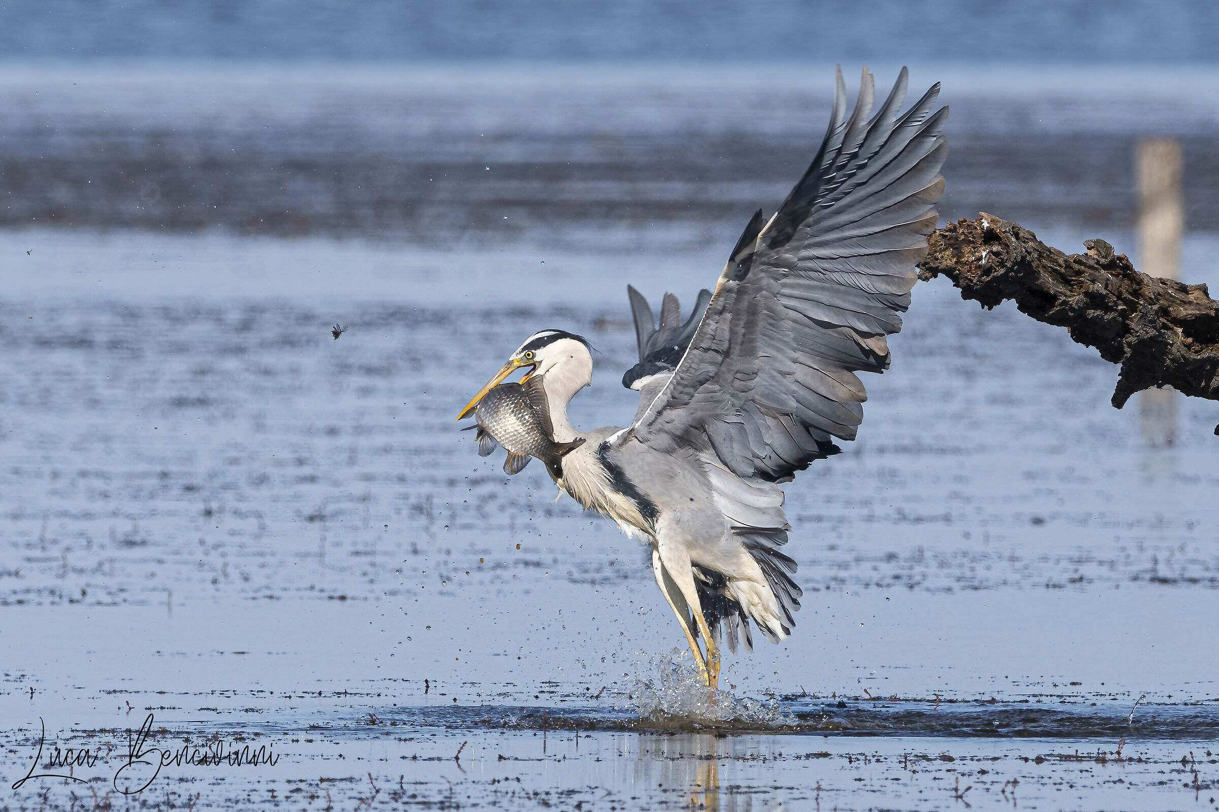Gray heron fishing