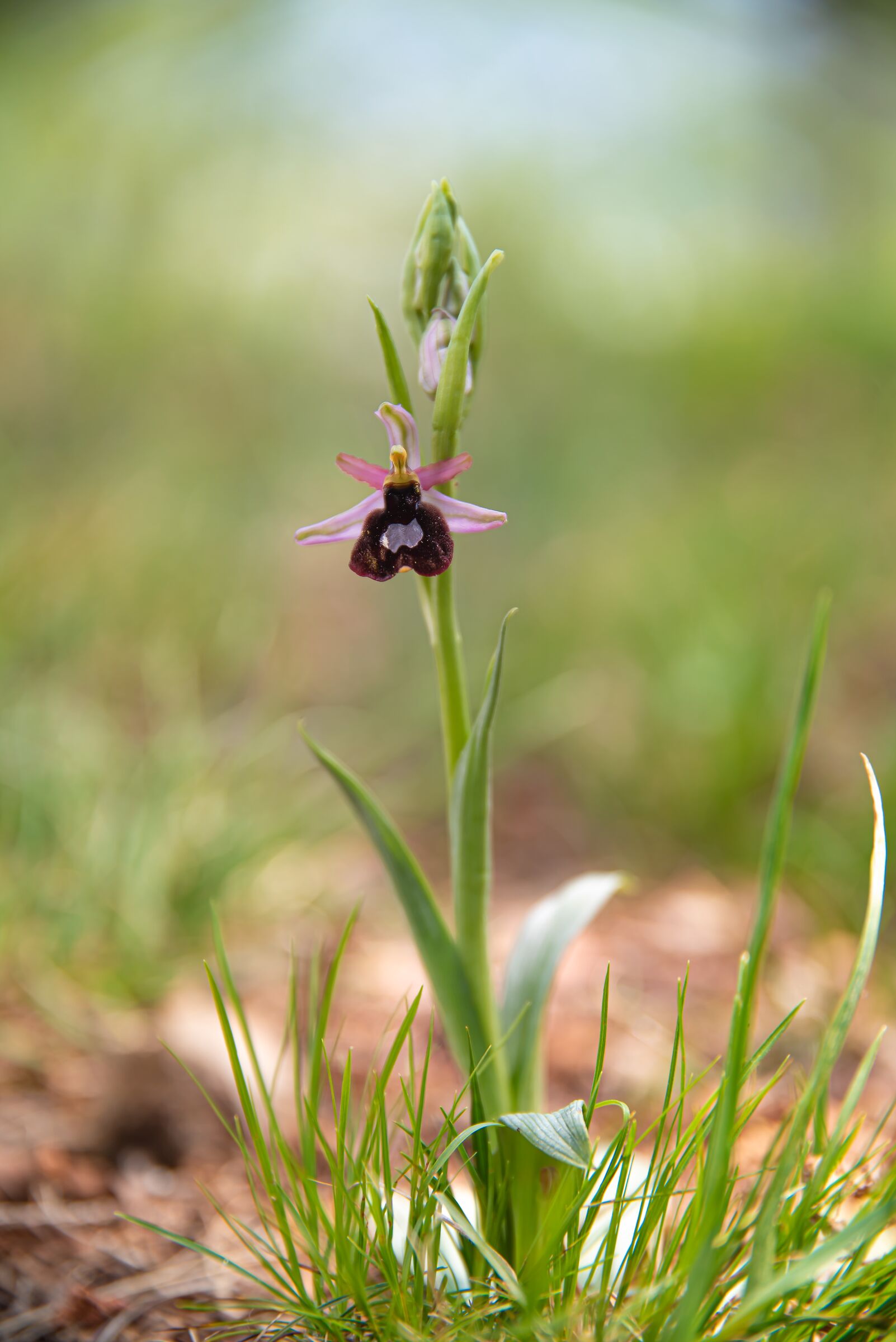 Bertoloni's ophrys