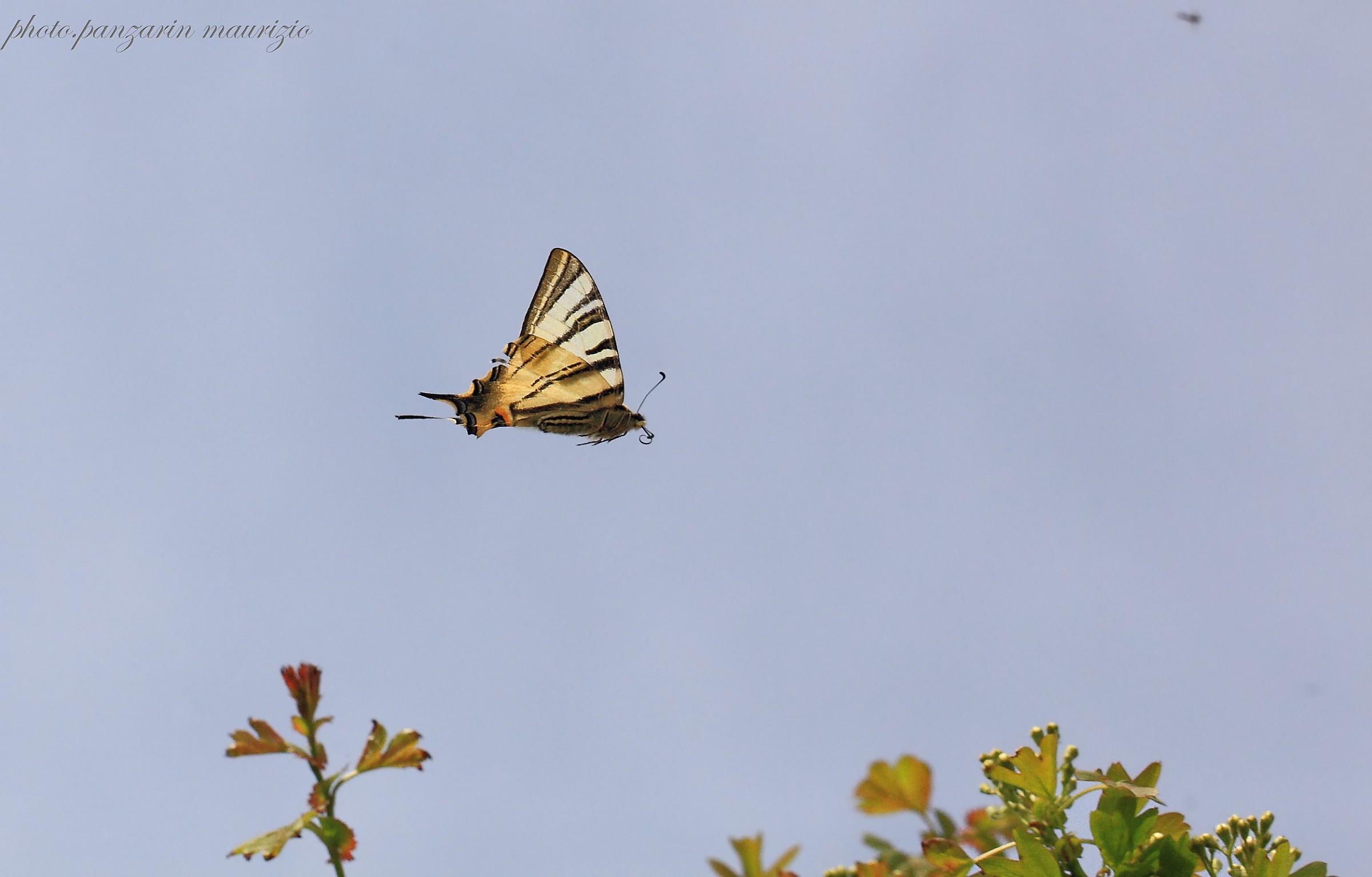 swallowtail