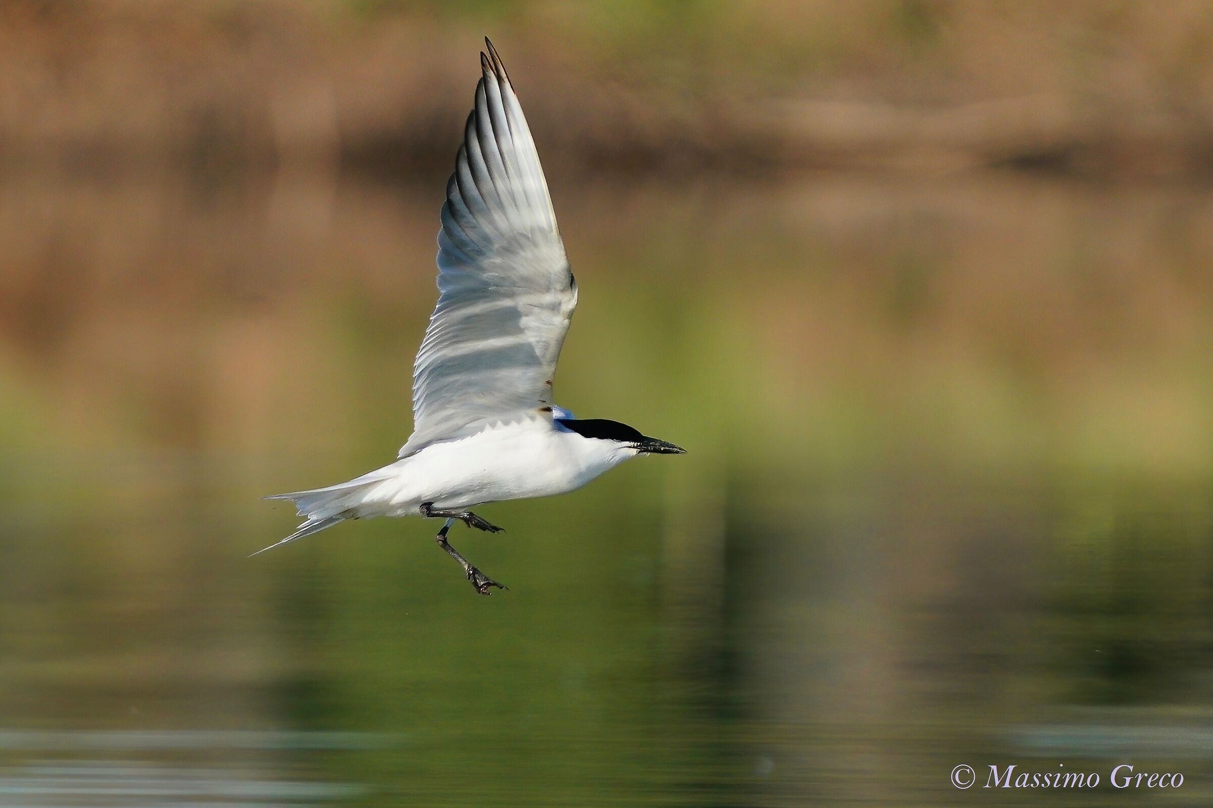 Black-legged Tern (Nilotic Tern)