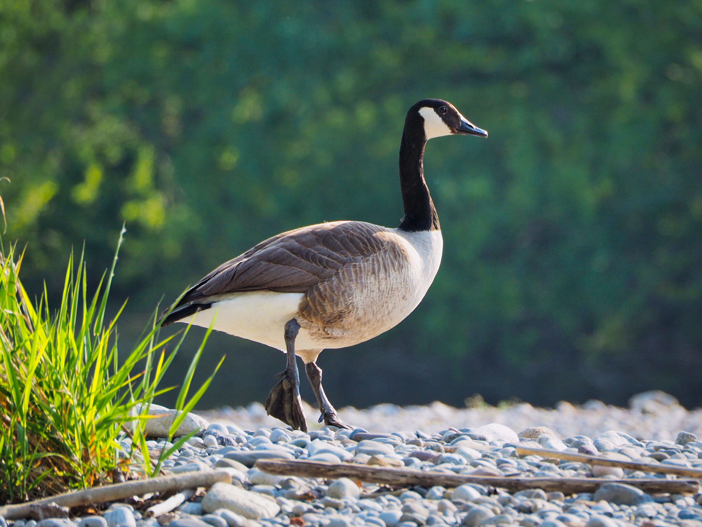 Canadian Goose