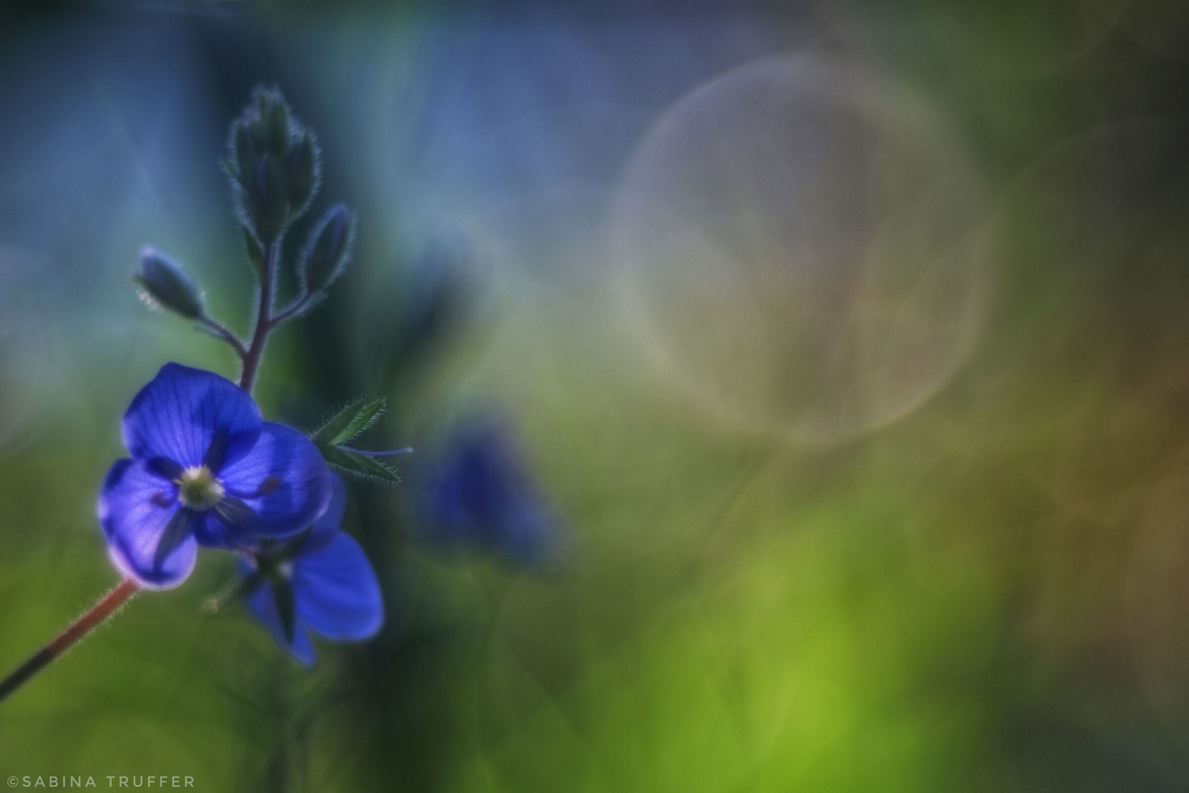 Occhietti della Madonna