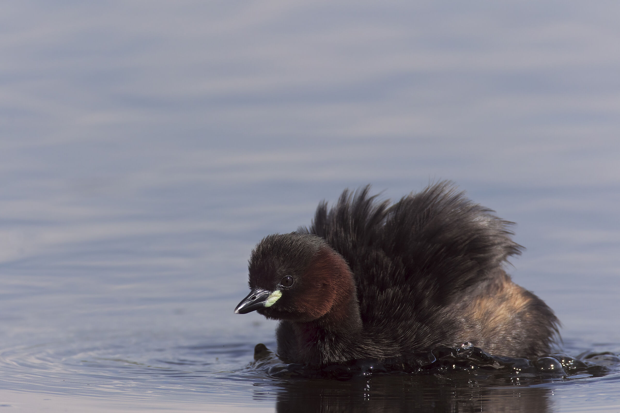Tuffetto e r6 tele duplicato