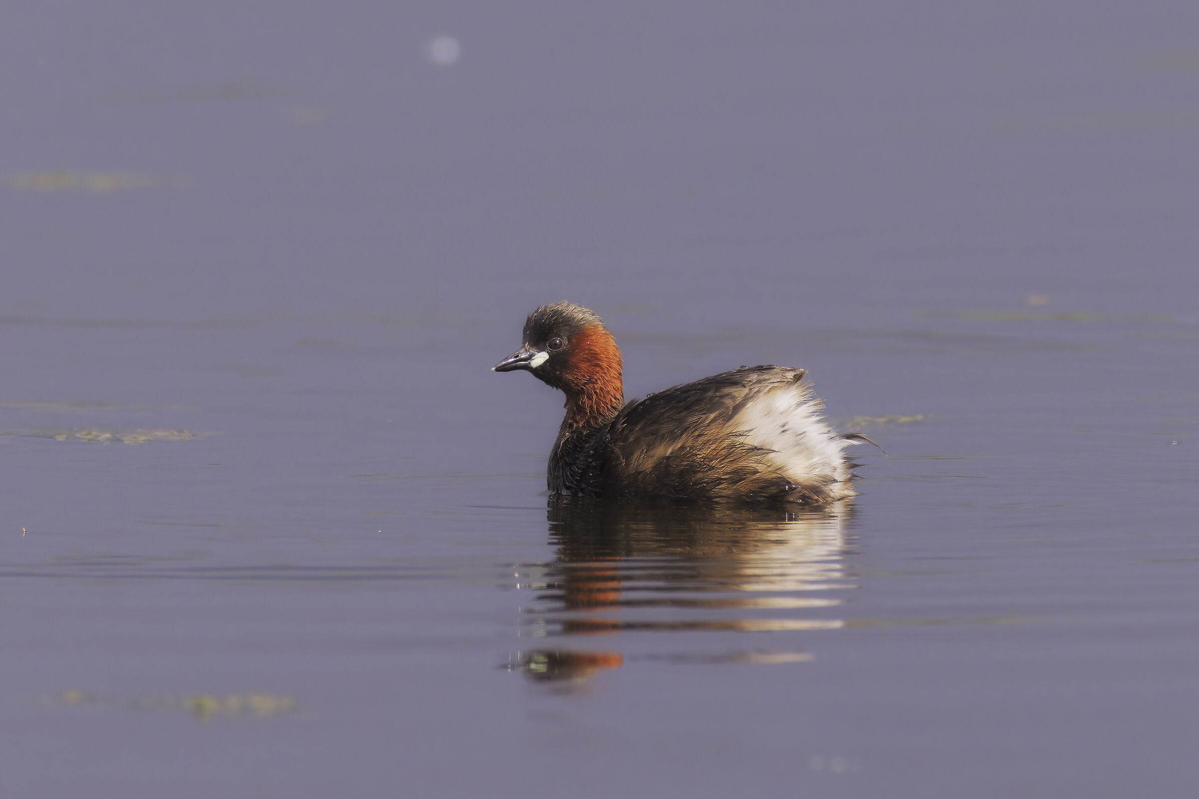 Tuffetto interpolato