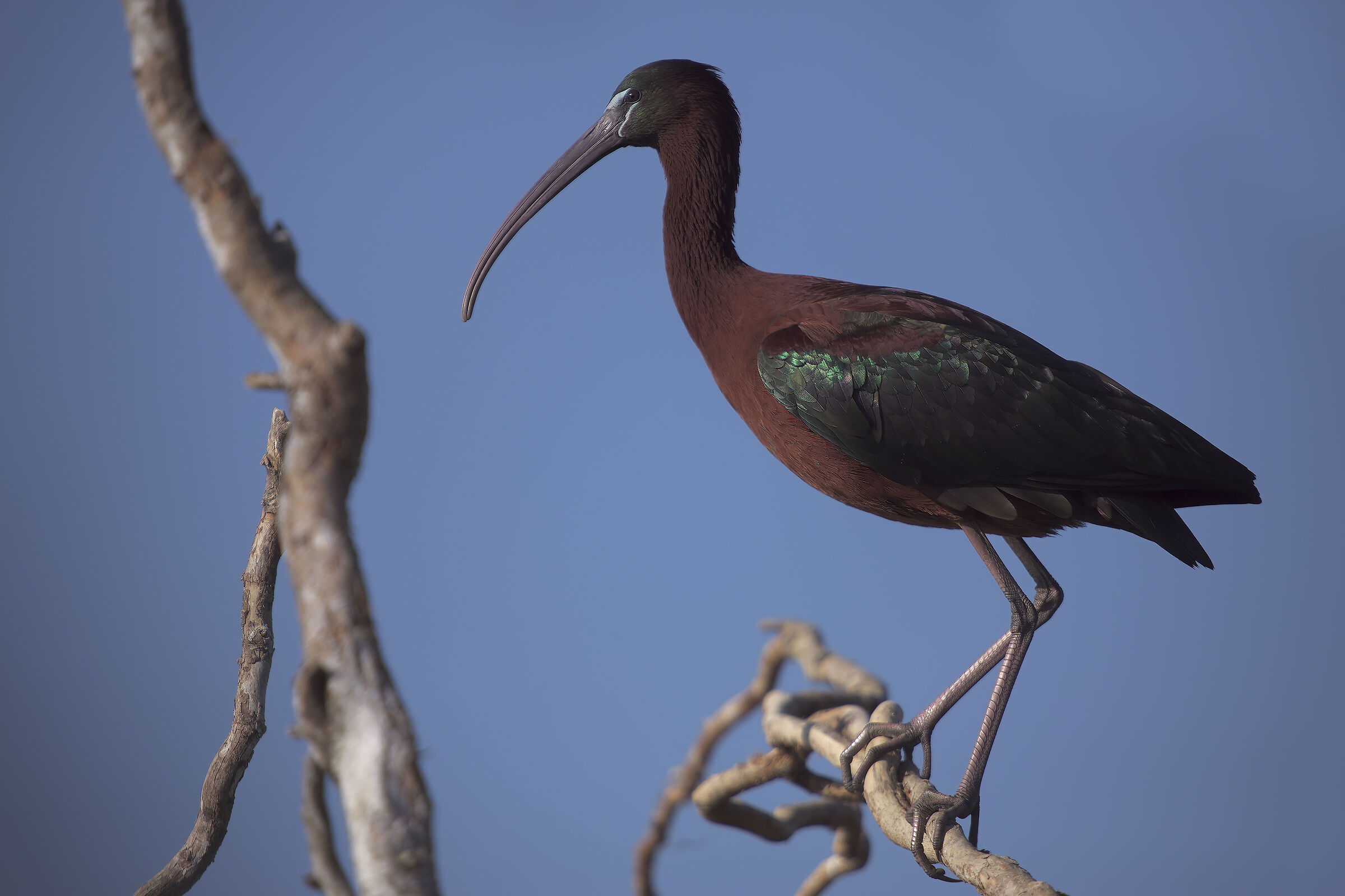 Mignattaio e dinosauro