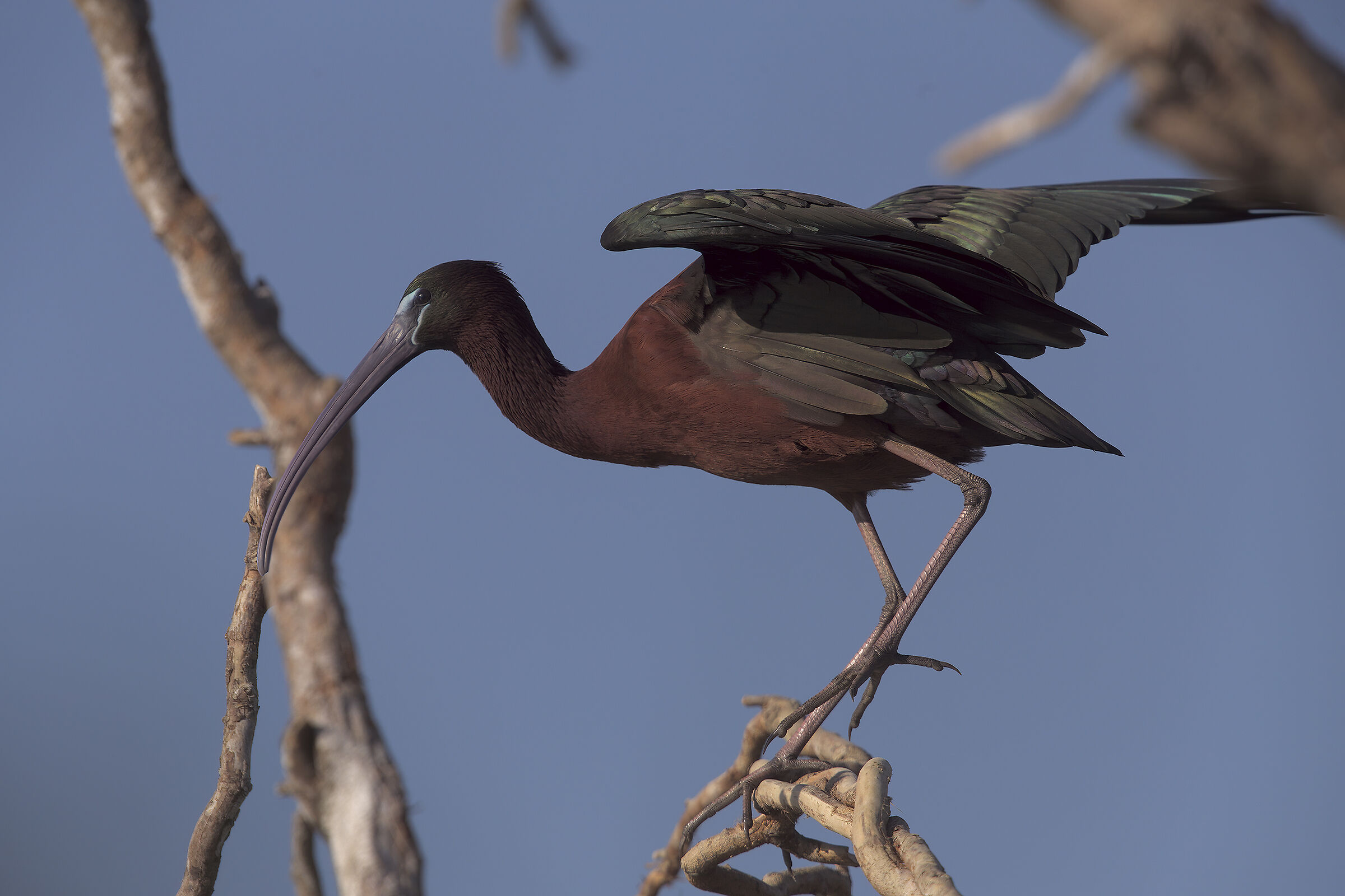 Mignattaio e dinosauro2