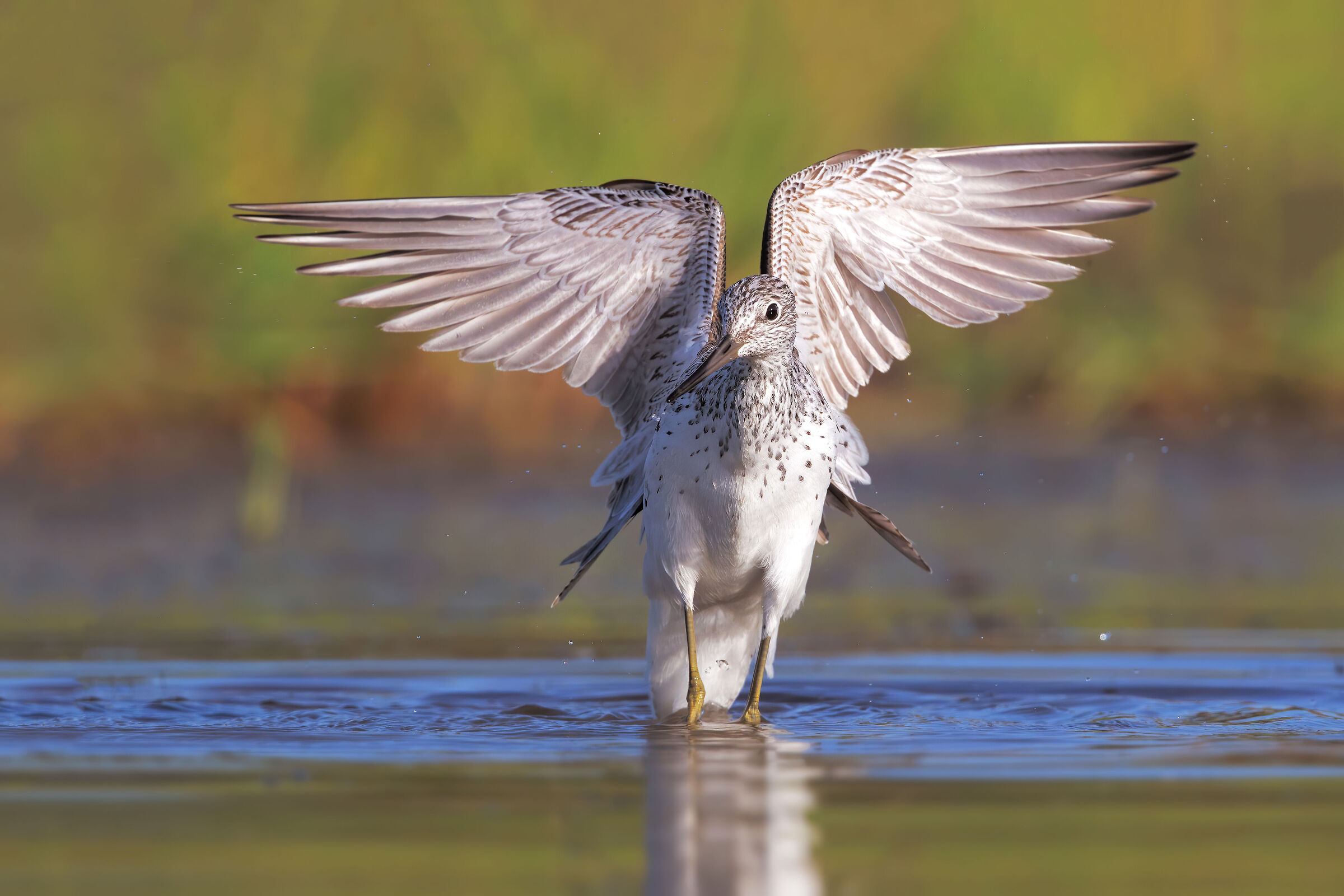 greenshank