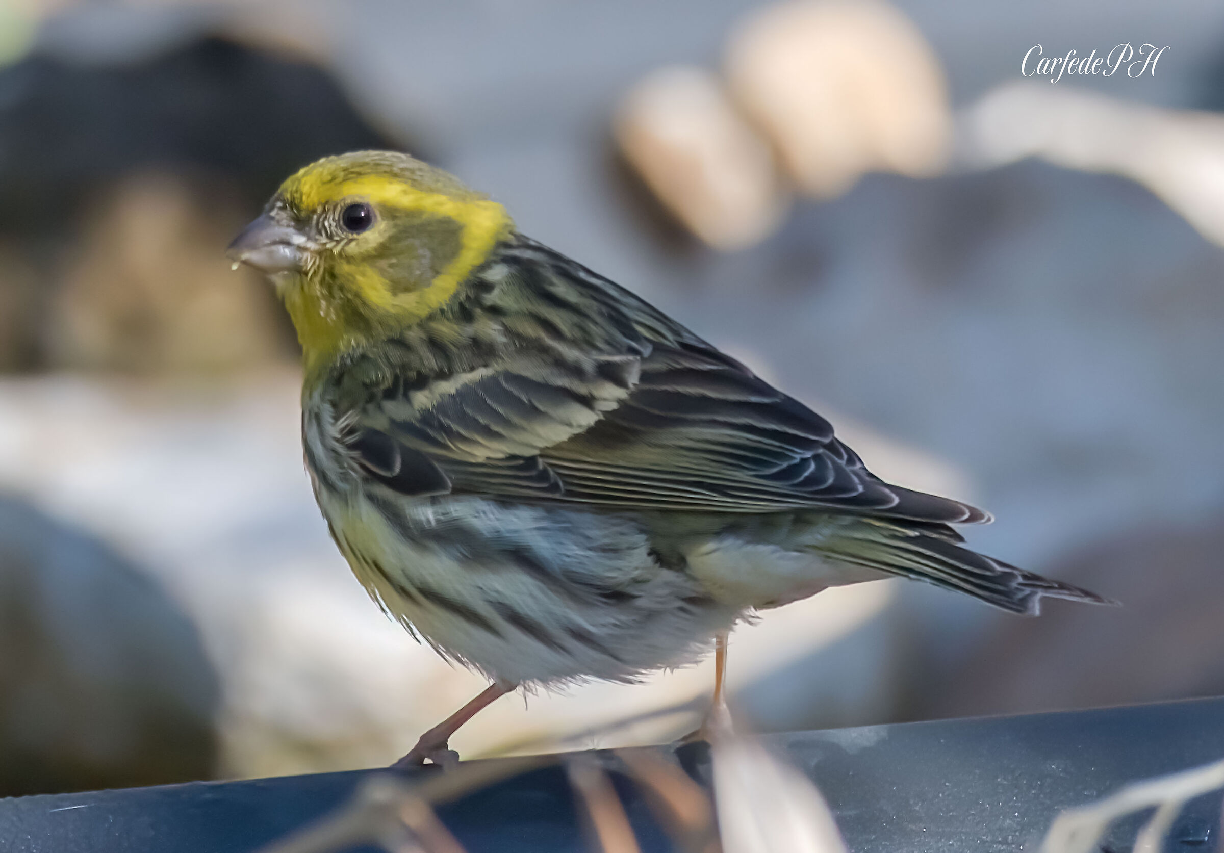 verzellino - Wikipedia