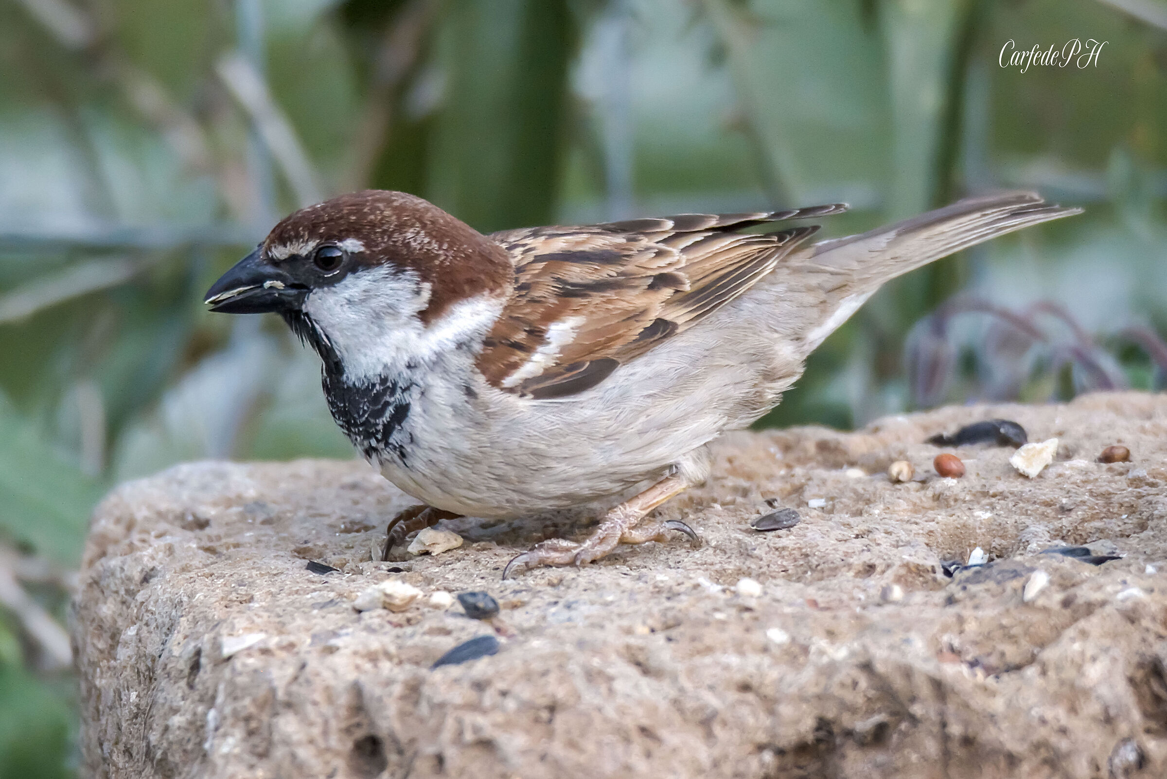 sparrow