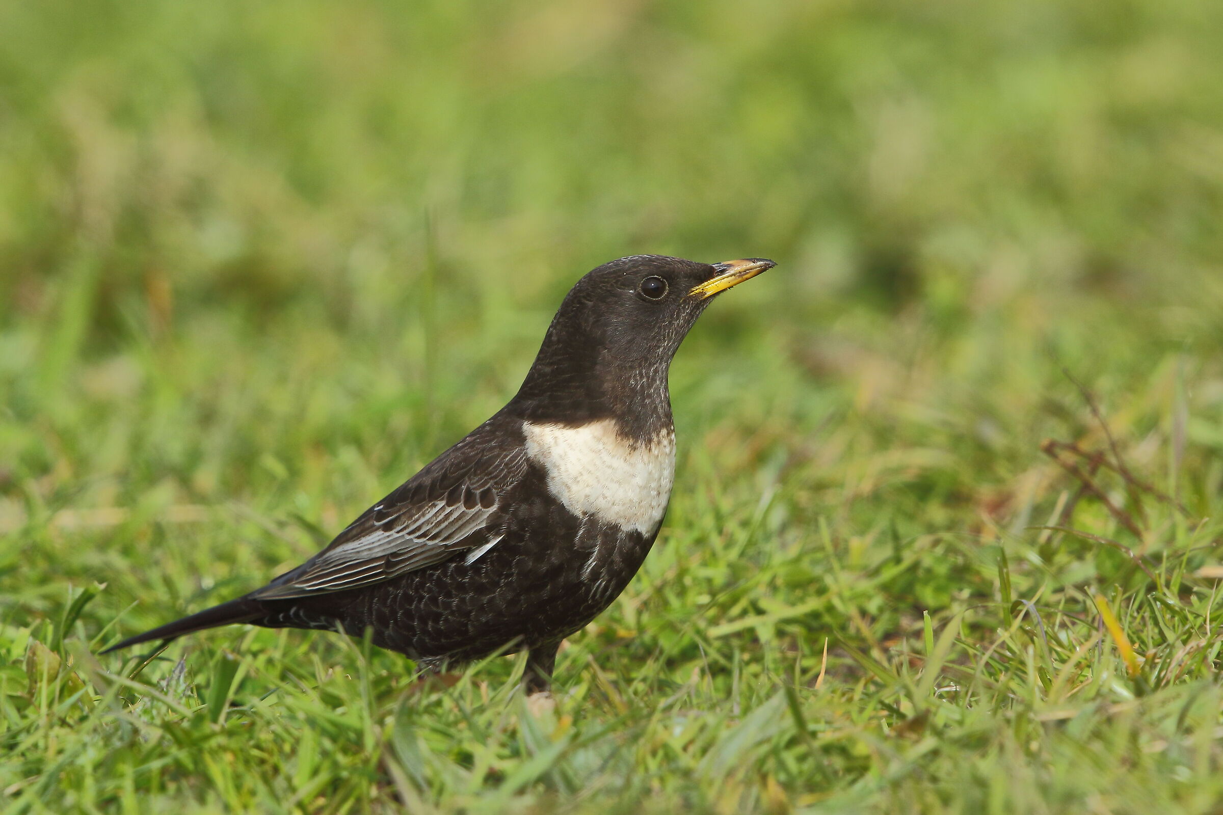 The collared whitedome