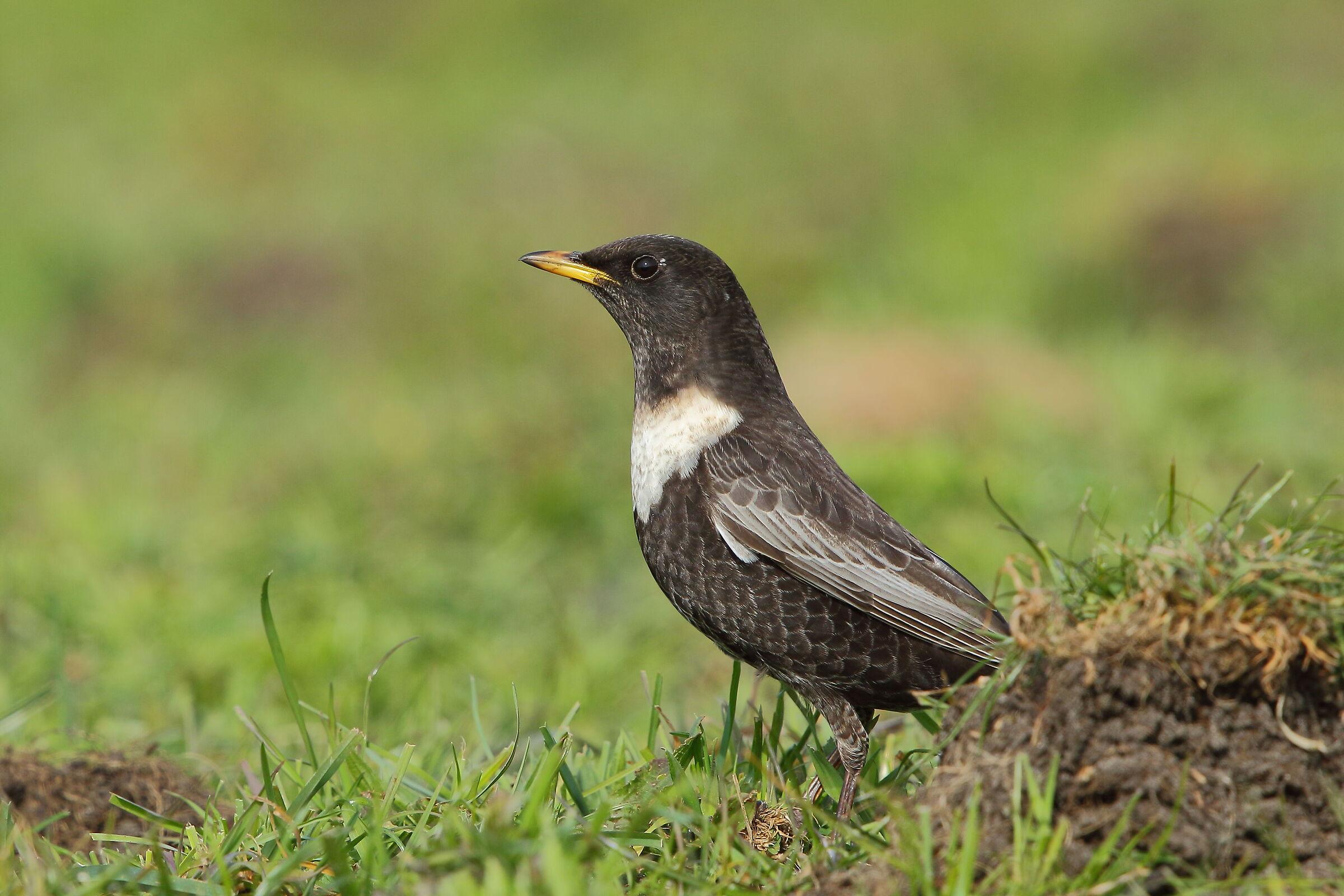 The collared whitedome