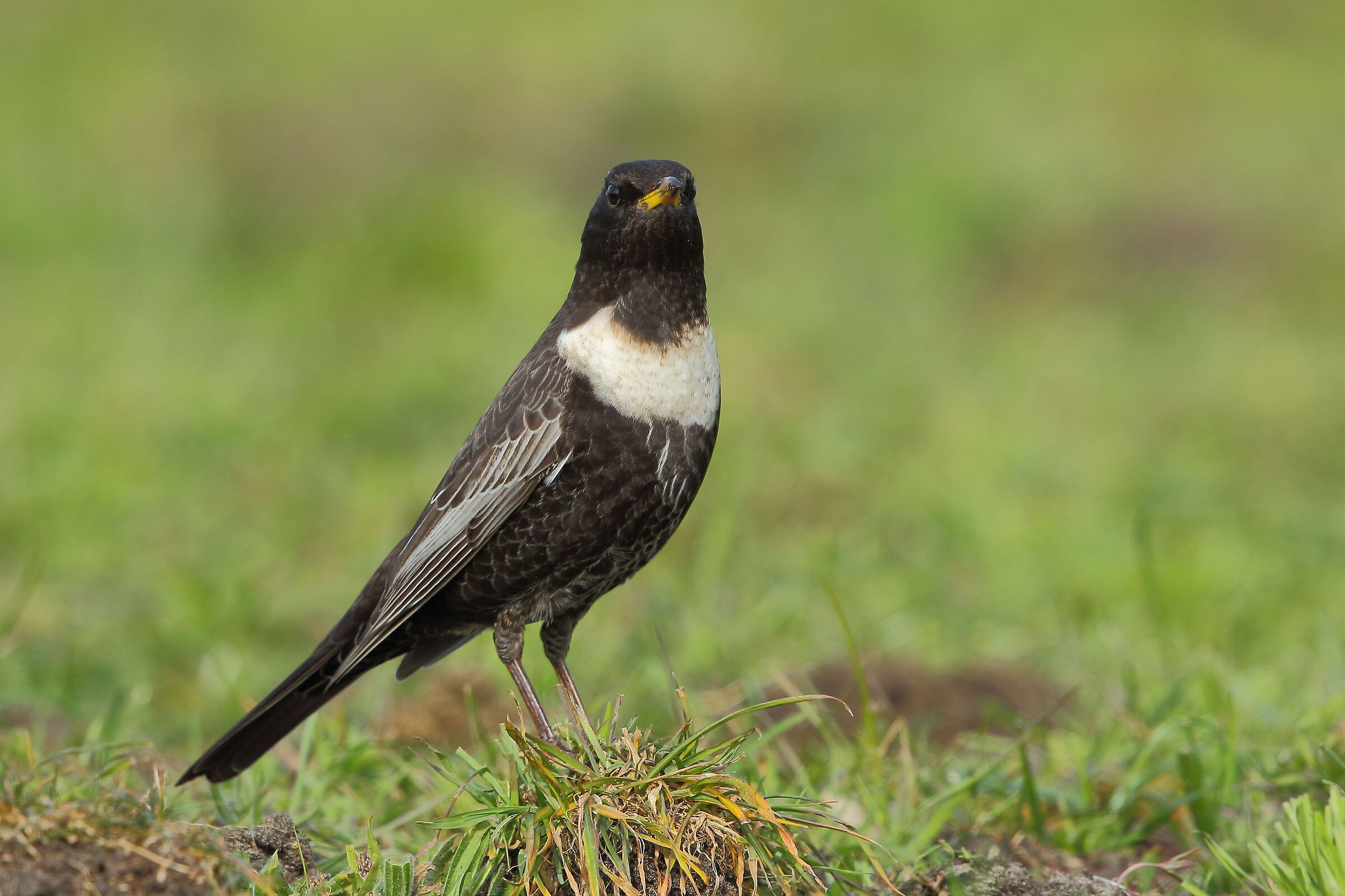 The collared whitedome