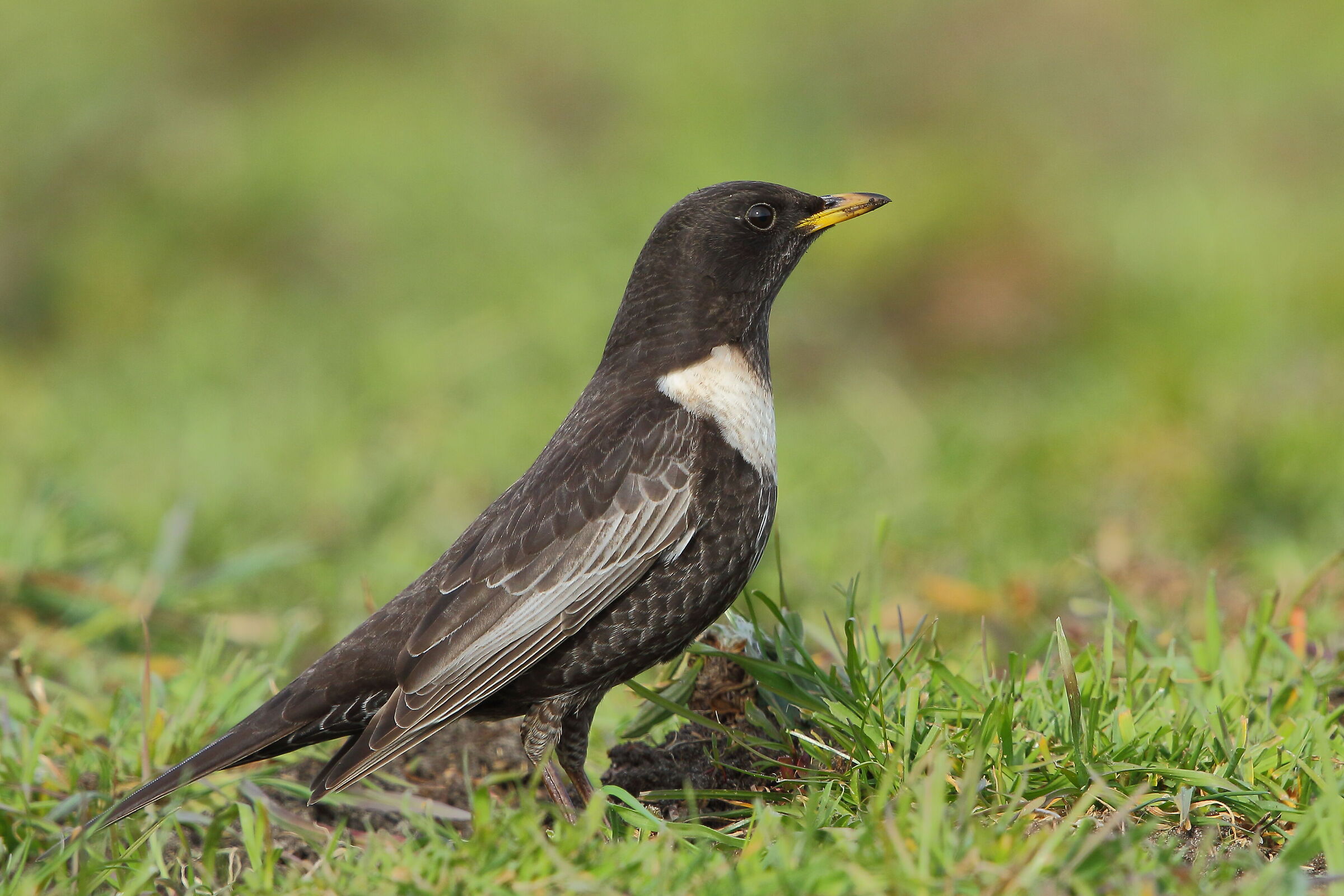 The collared whitedome