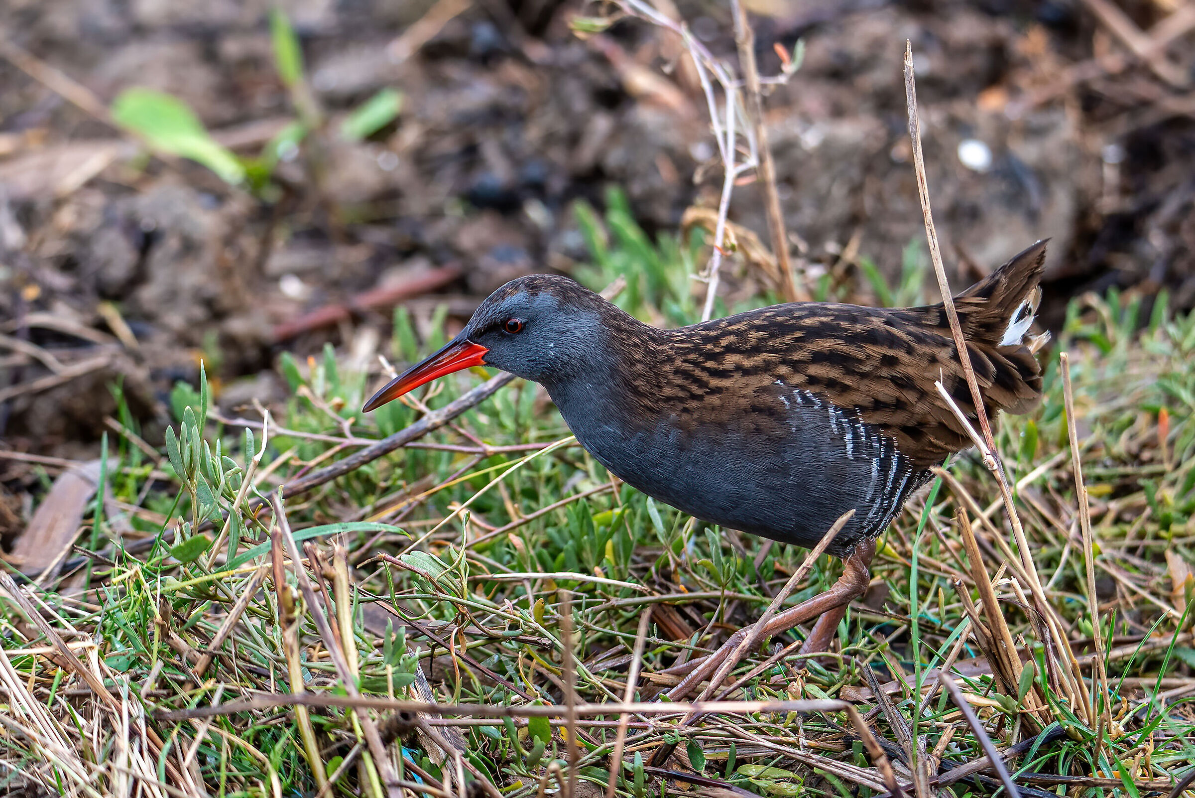 water rail