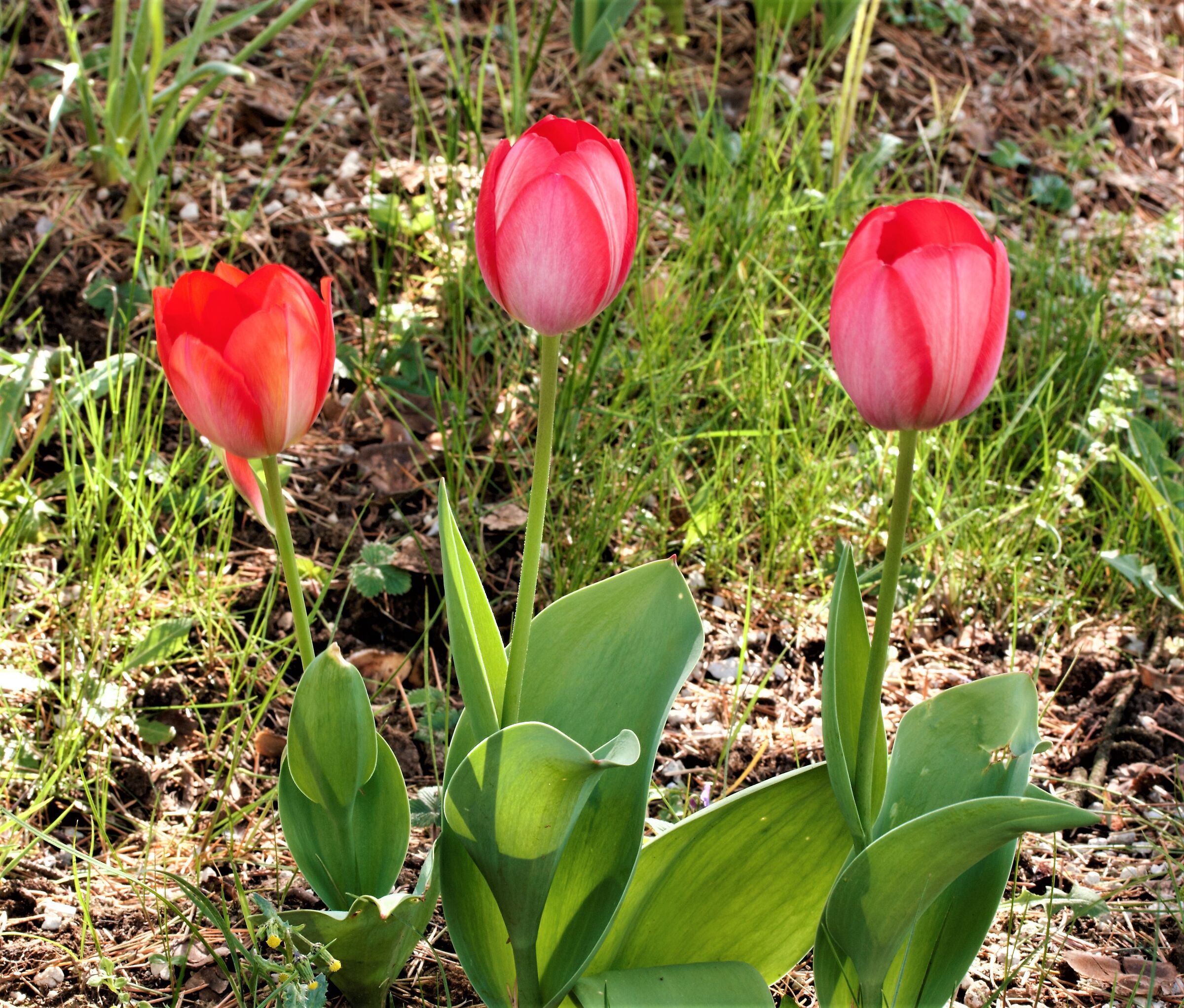 "...il discorso del Fiore"