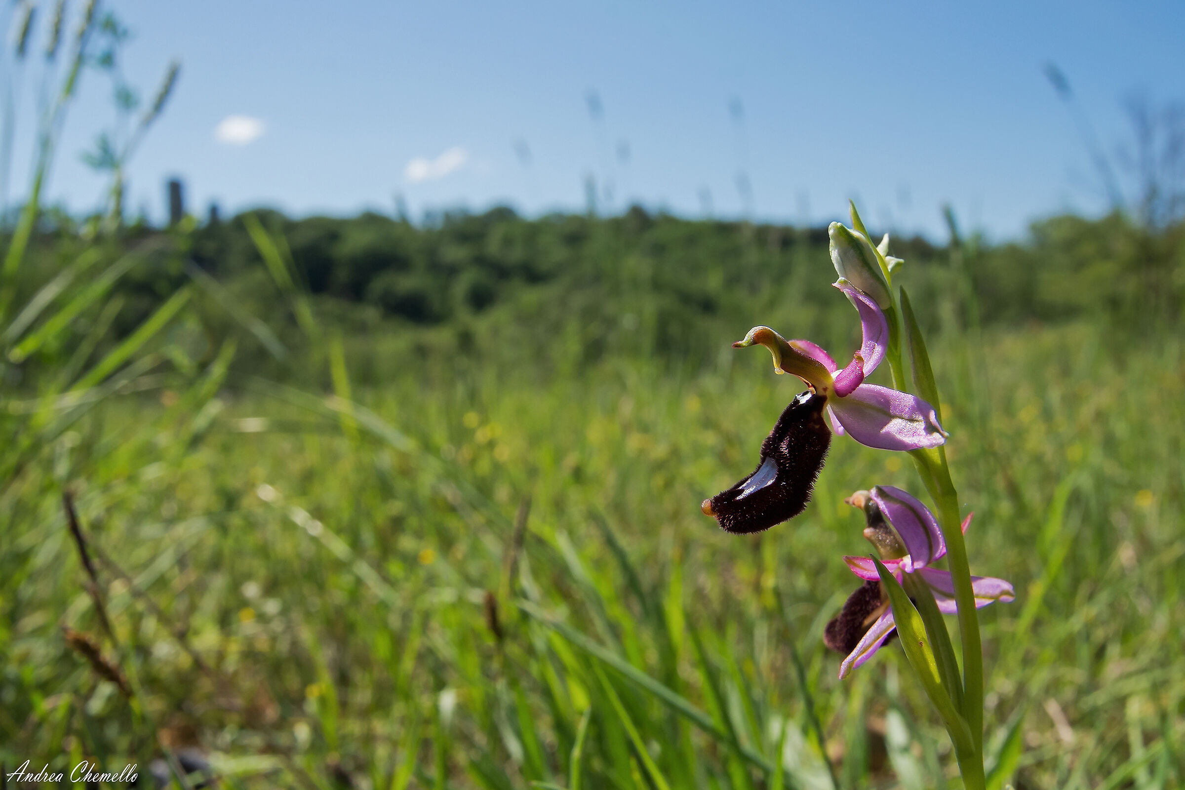 Ofride di Bertoloni (Ophrys bertolonii)