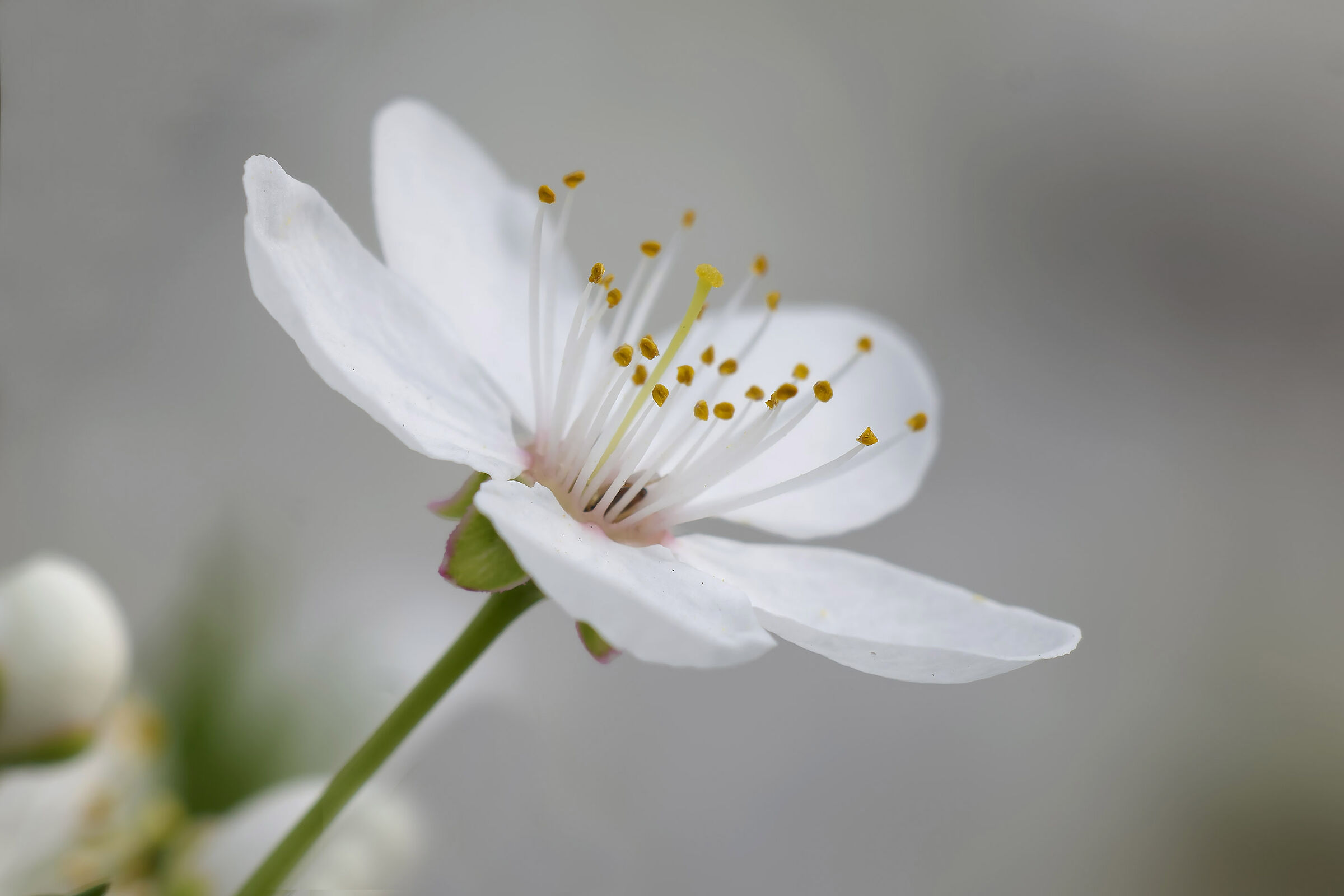 Ciliegio selvatico