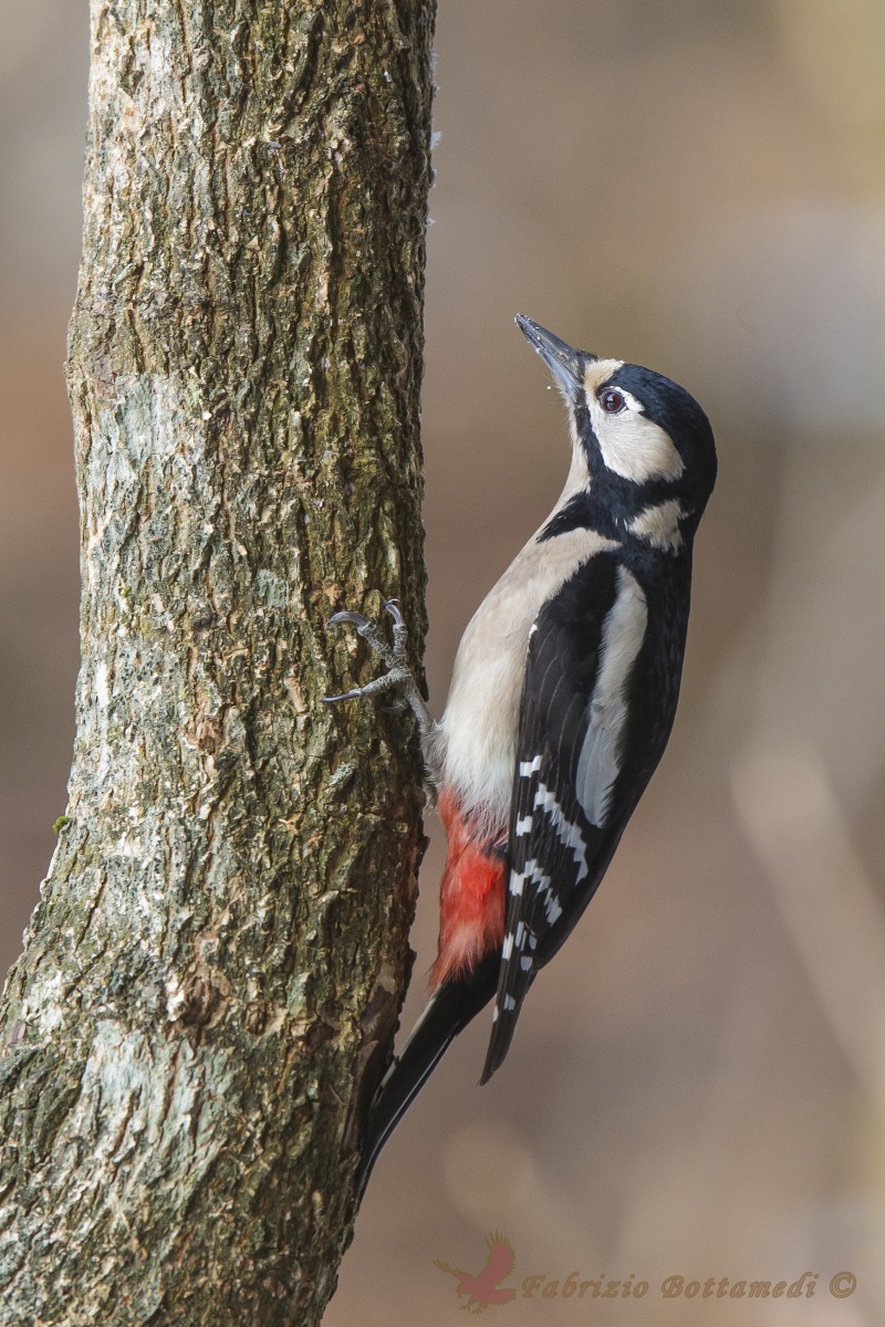 Woodpecker