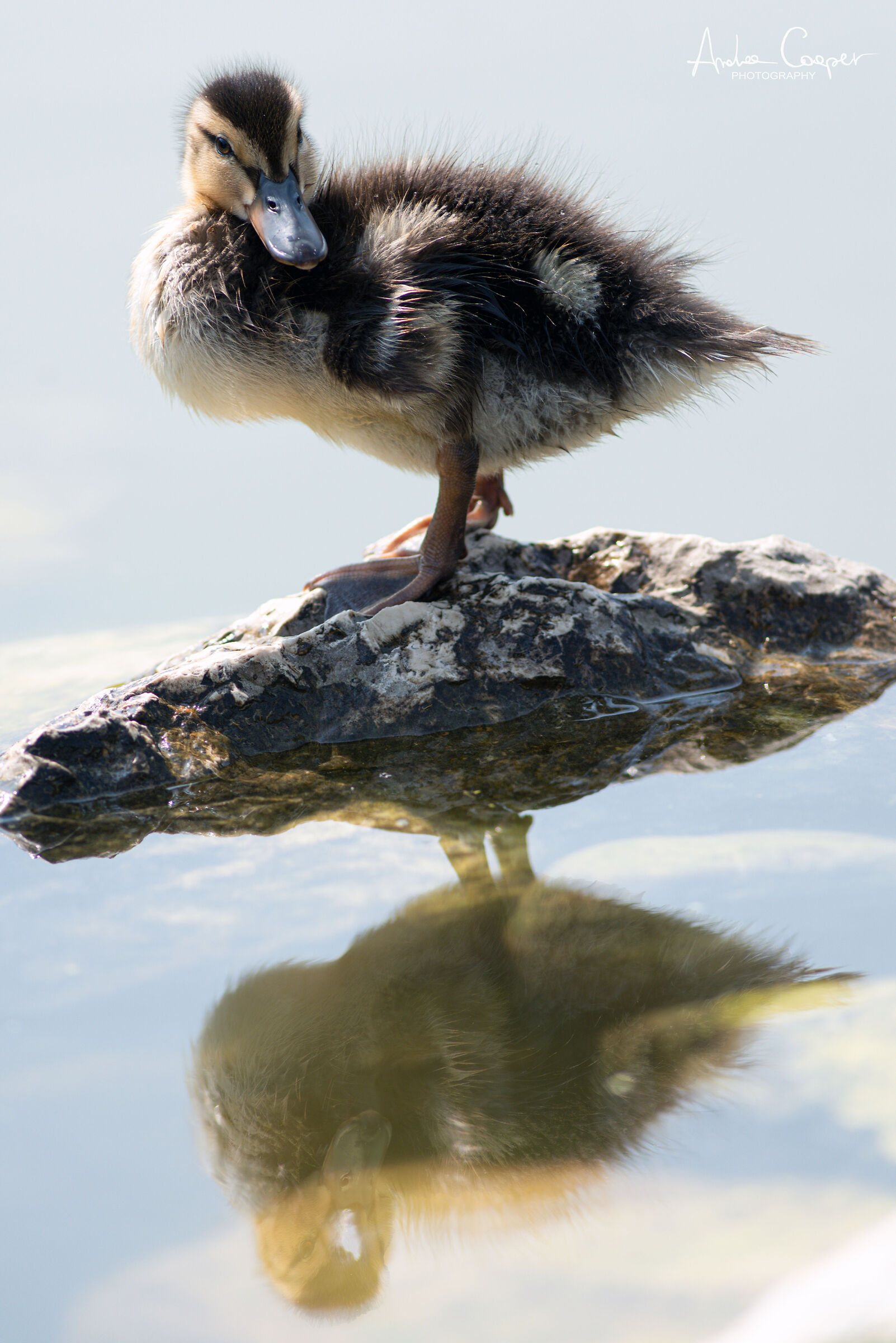 Anatroccolo riflesso