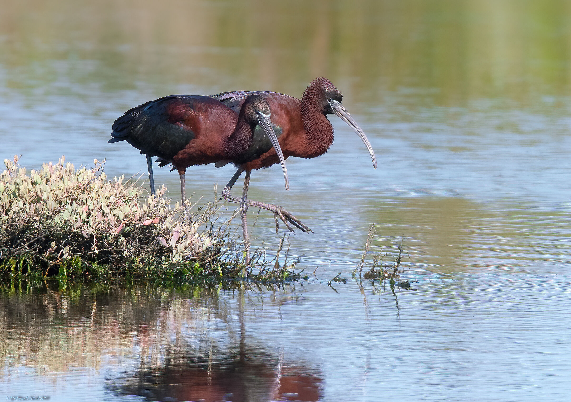 Mignattaio (Plegadis falcinellus)