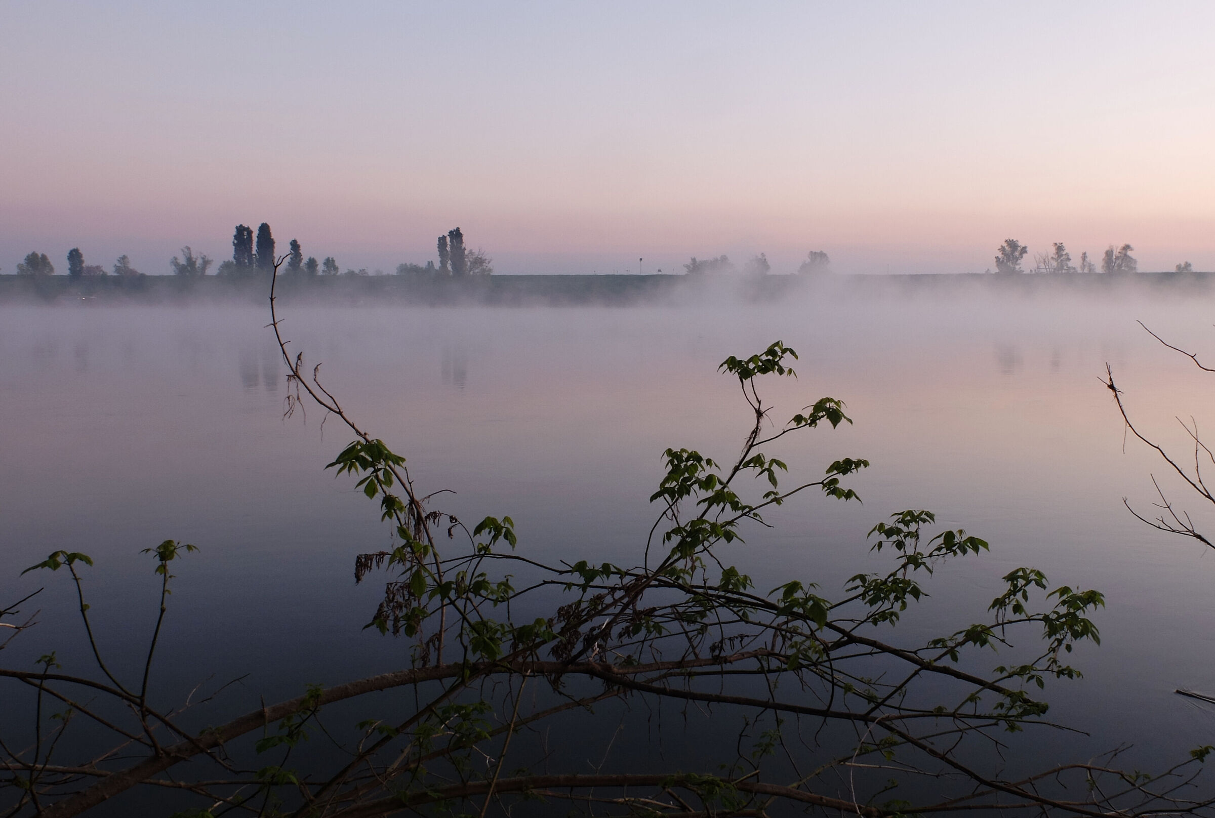 Quel ramo sul fiume Po