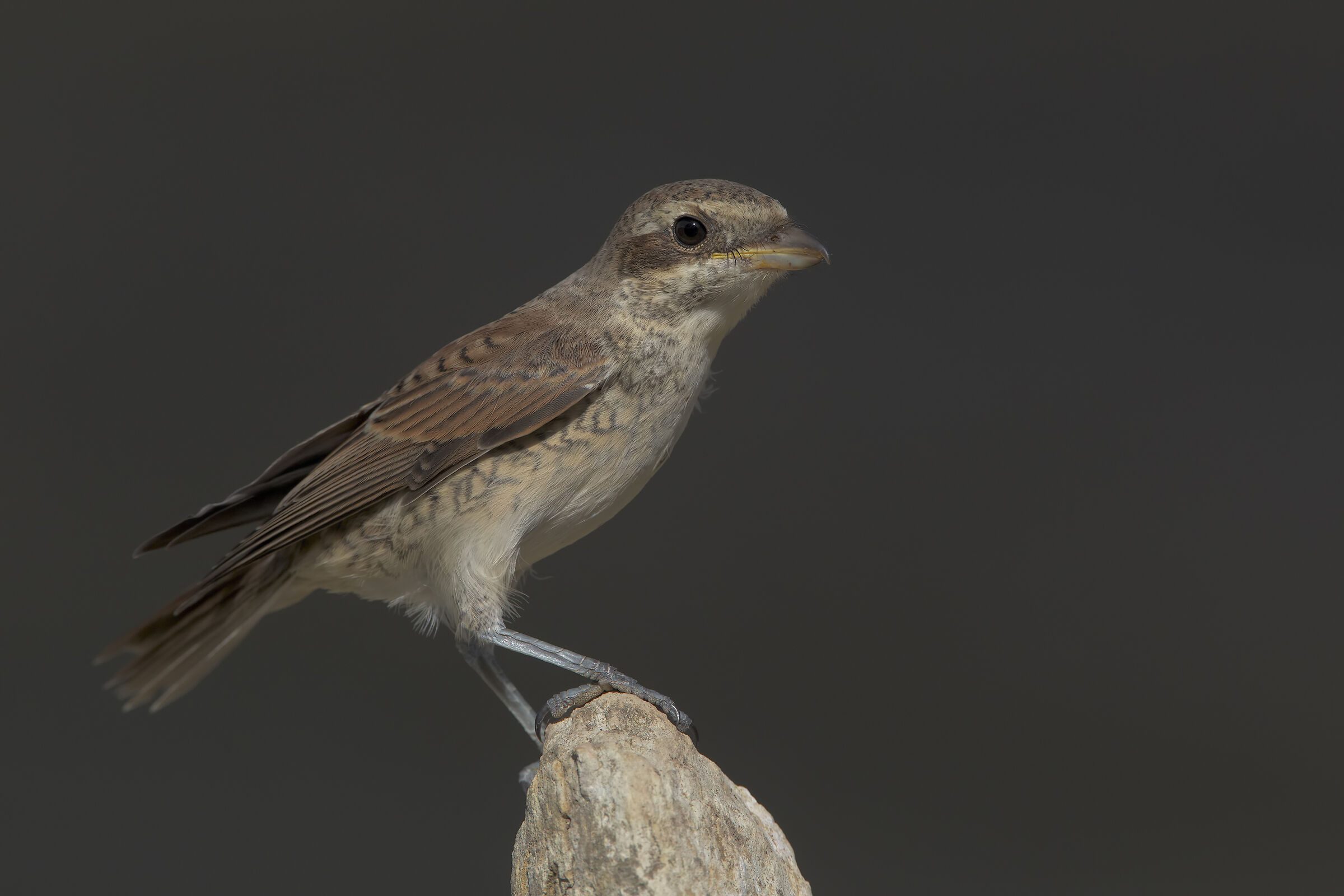 Have her little Juv.