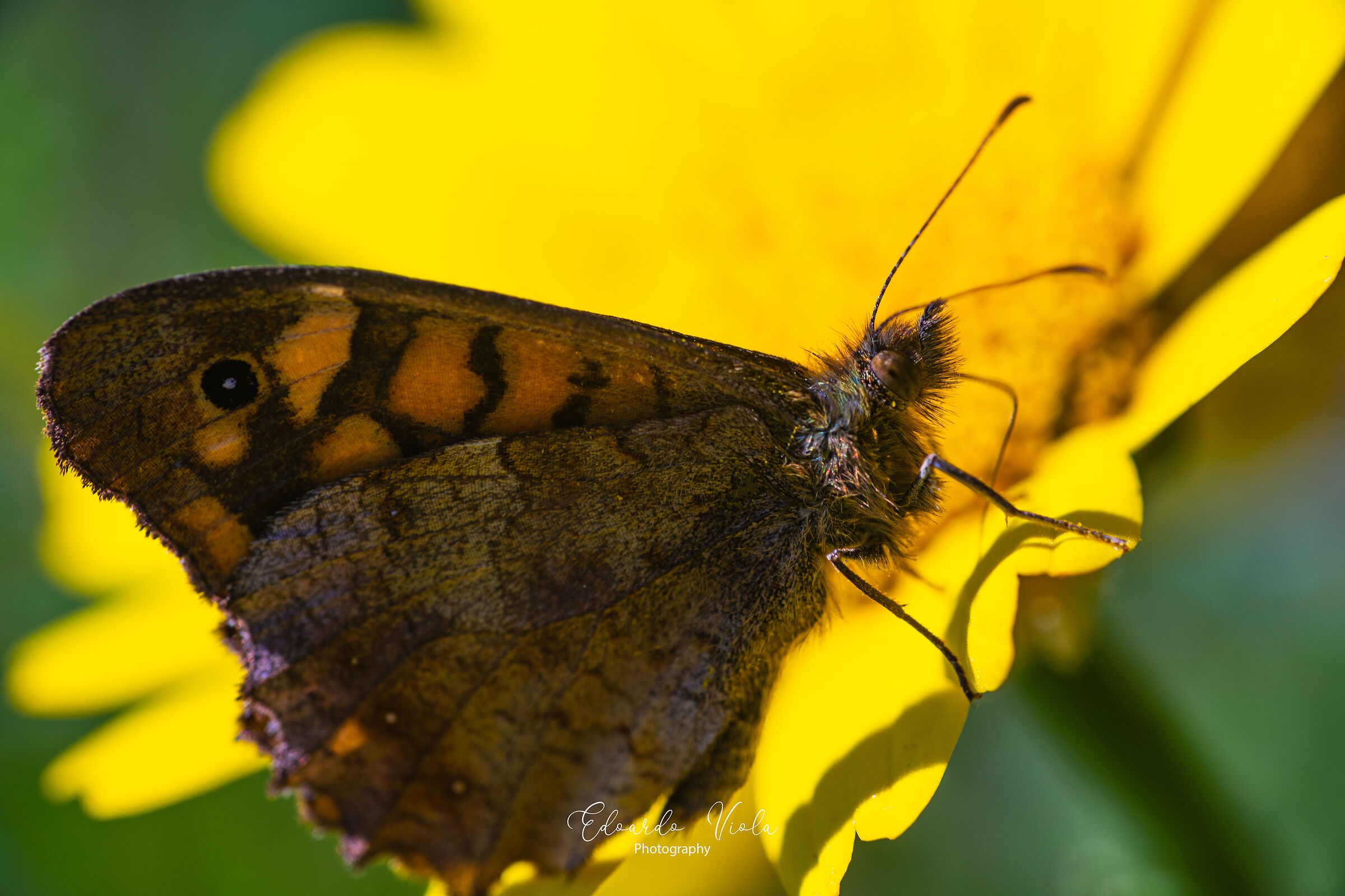 La mia prima Farfalla a mano libera