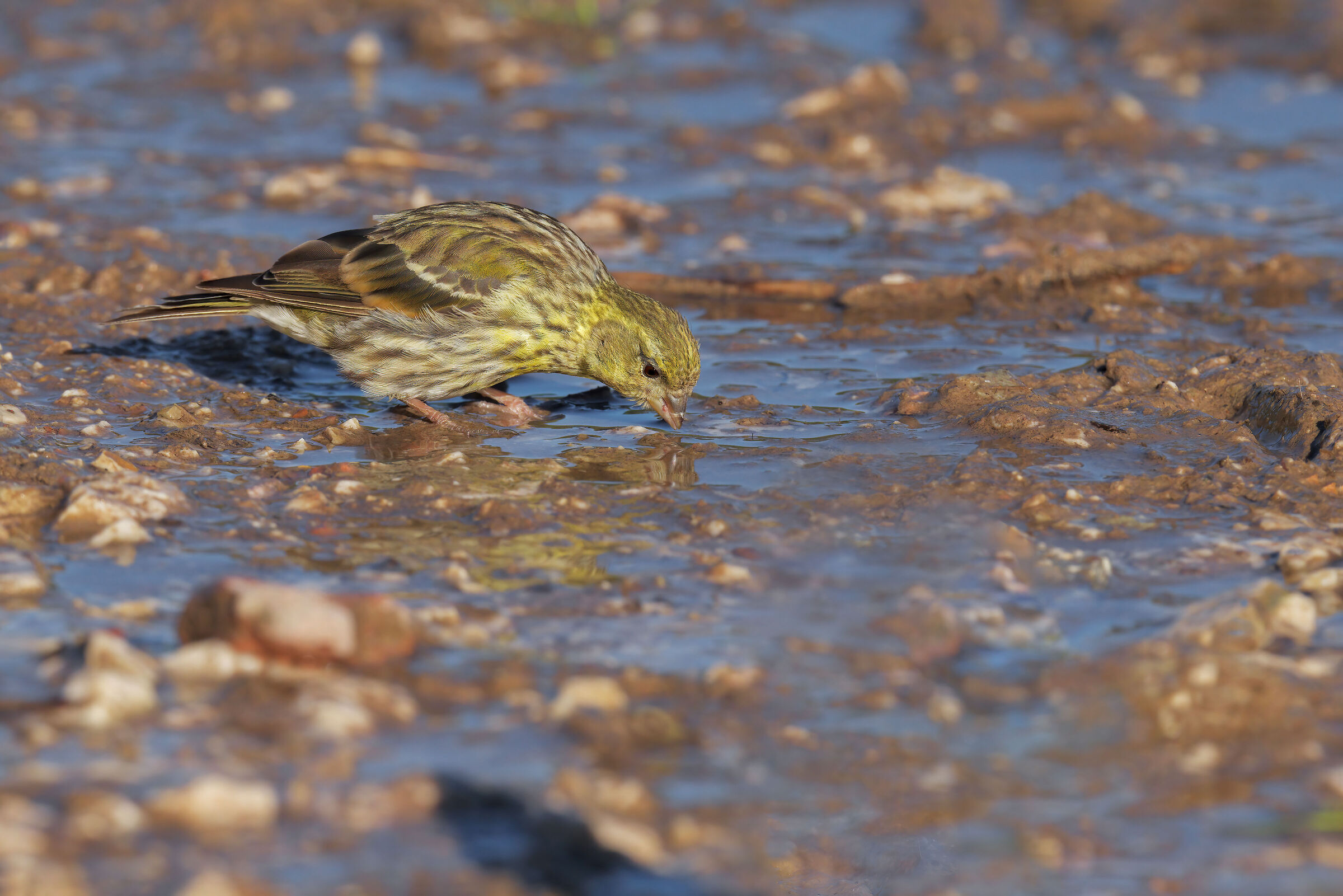 Verzellino, in the Serinus serinus département