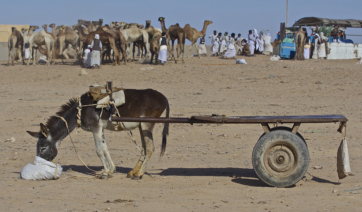 Trasporti Internazionali conto terzi