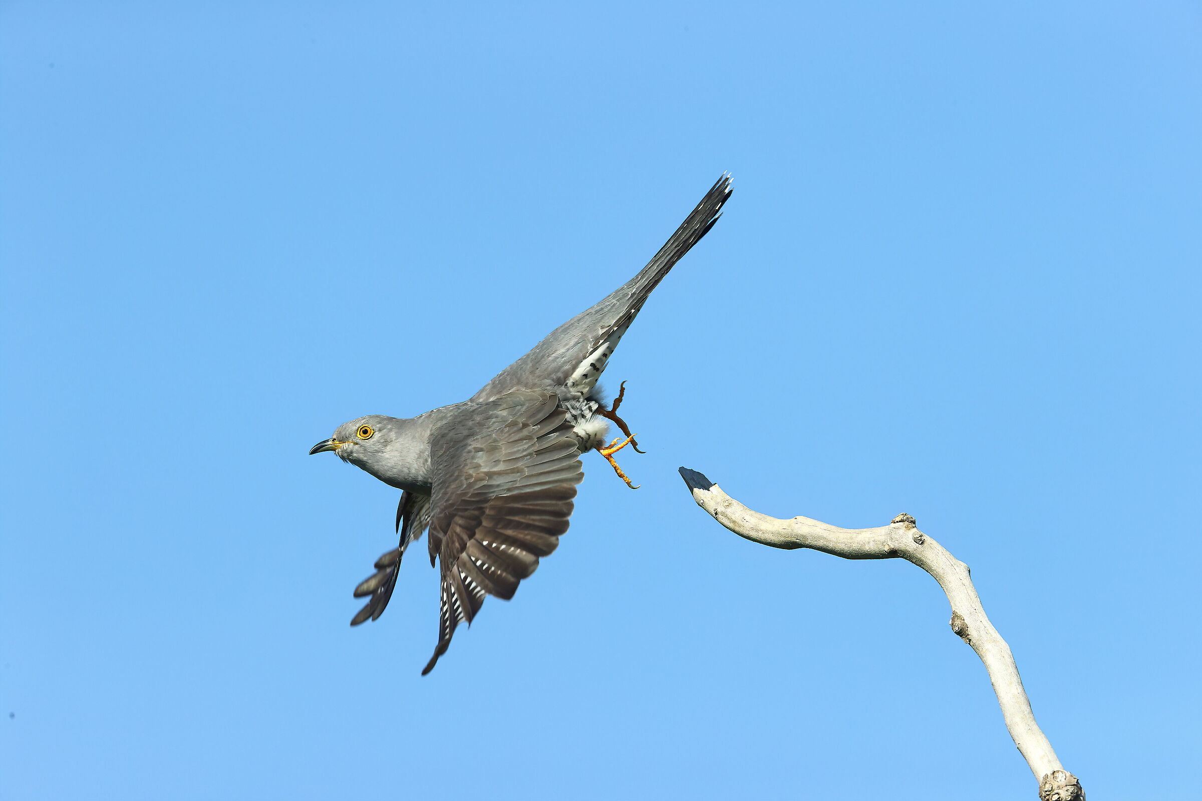 cuckoo