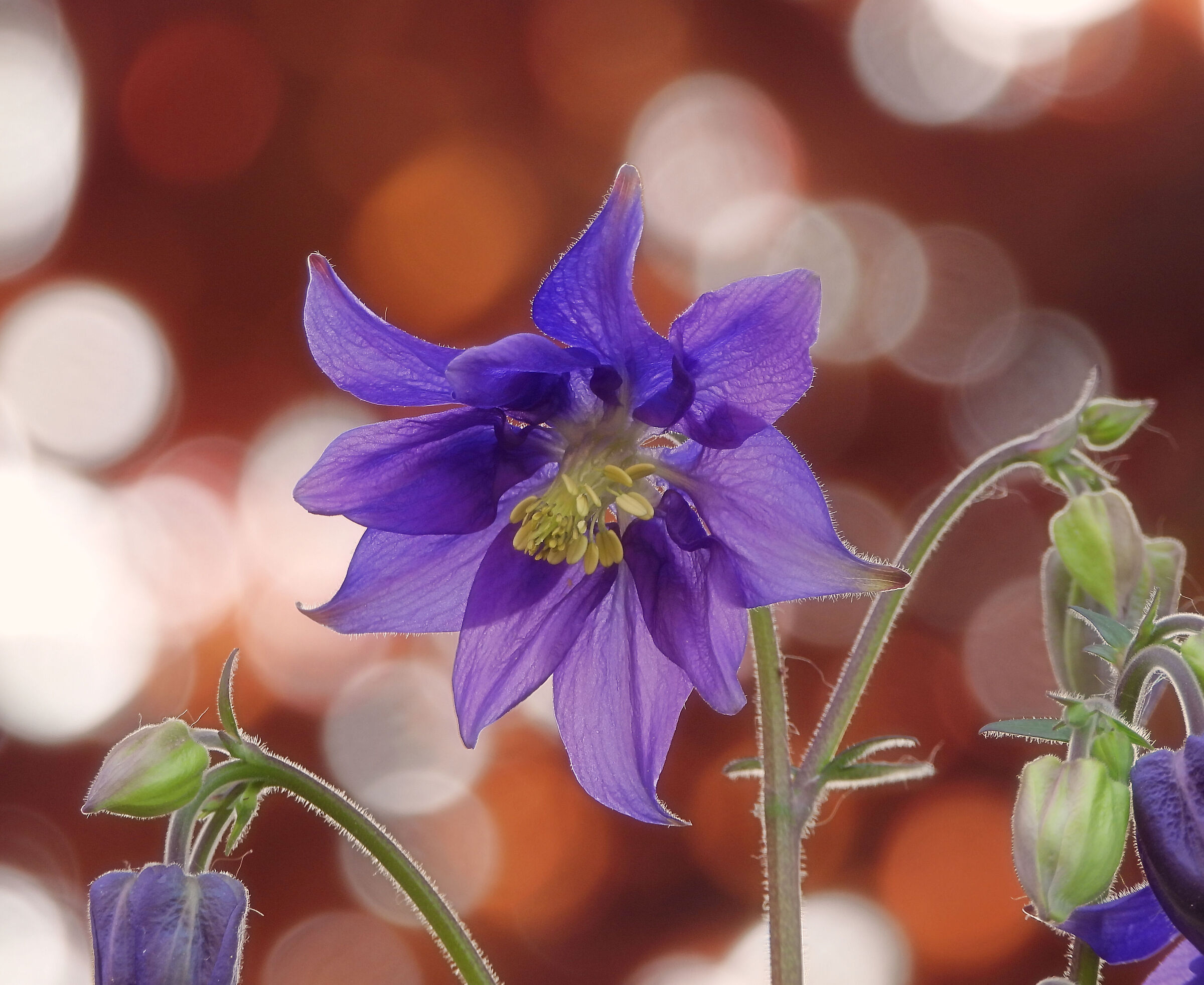 Aquilegia Blue