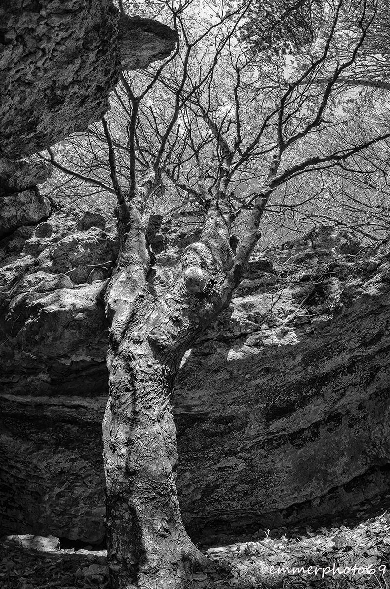 Beech Fairy 3