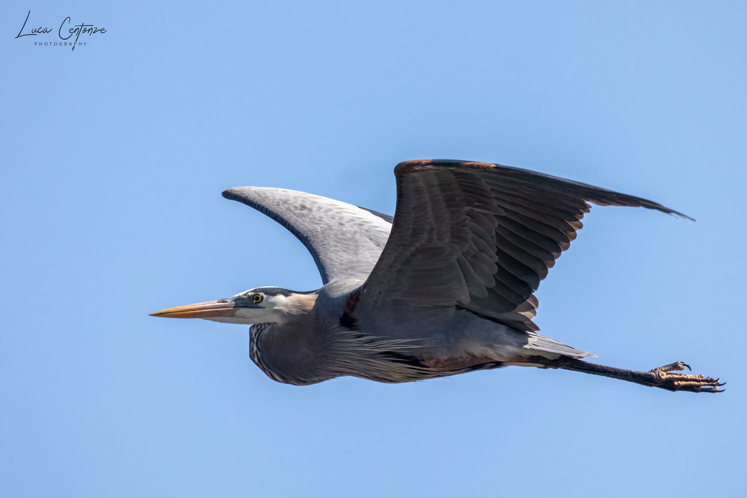 Great Blue Heron (Ardea herodias) in volo